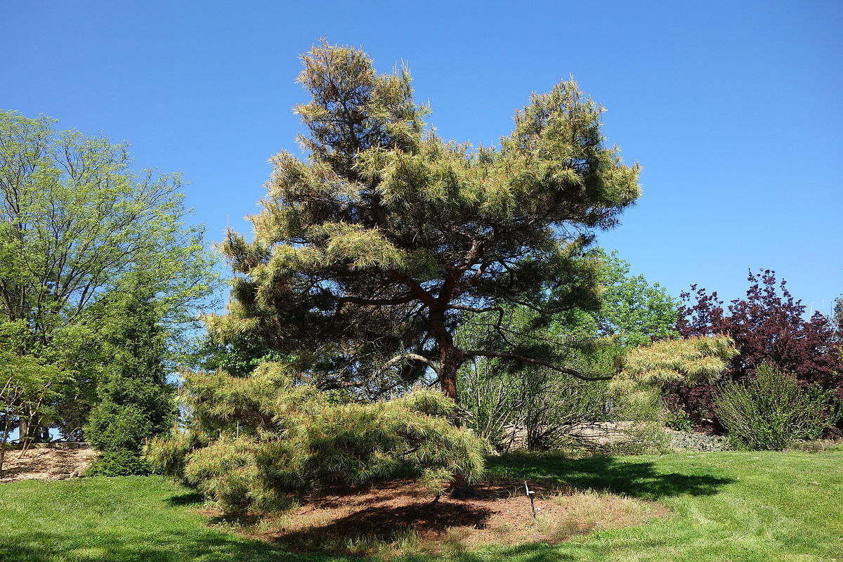 Сосна густоцветковая Pinus densiflora 'Oculus Draconis