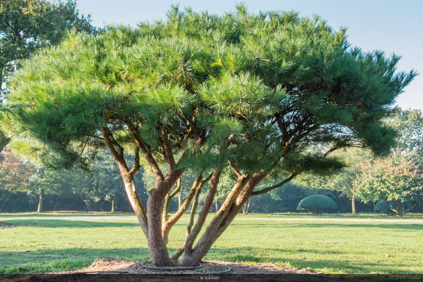 Сосна густоцветковая Pinus densiflora