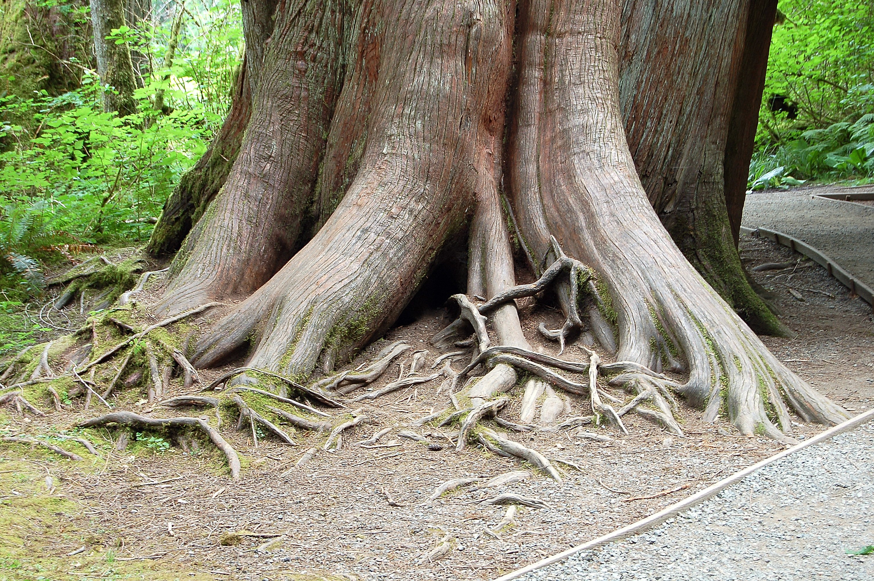 Огромный корень дерева. Вяз корни подпорки. Карагач дерево корни. Корень платана дерево. Корни подпорки вяз обыкновенный.