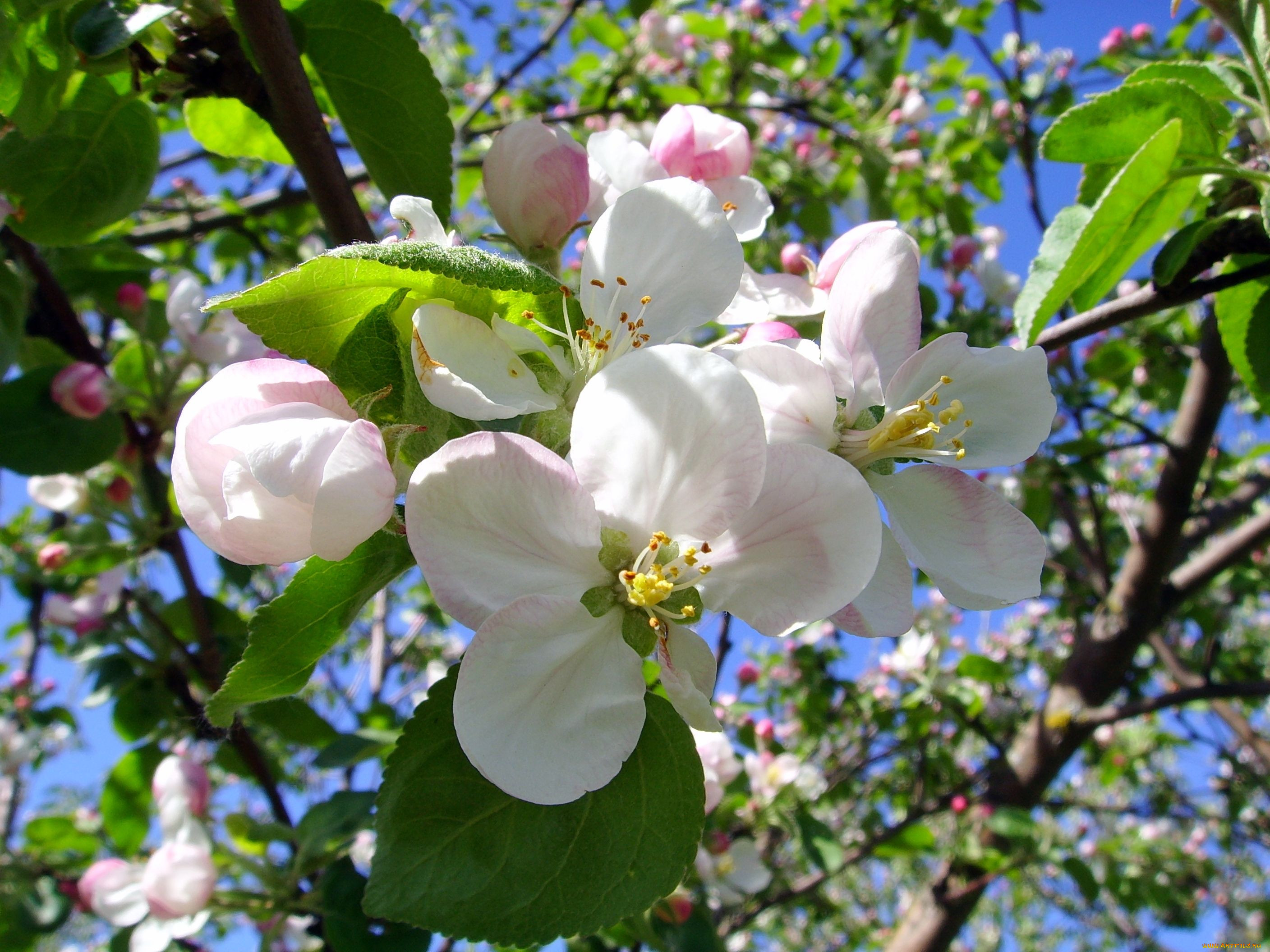 Яблоки цветы весны. Яблоня Сиверса. Яблоня Сиверса цветок. Яблоня камео. Яблоневый цвет (Malus domestica).