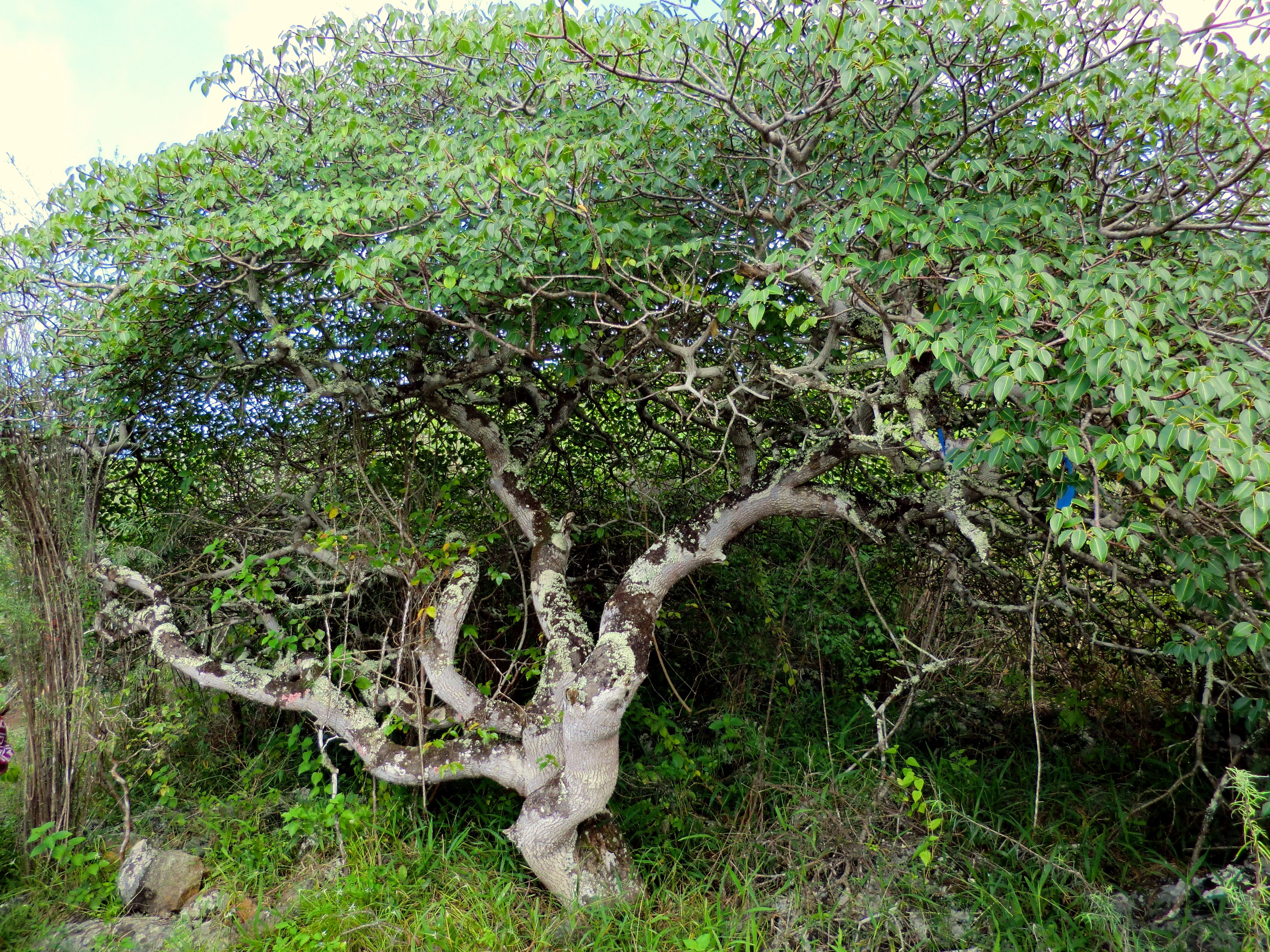 Bursera graveolens дерево