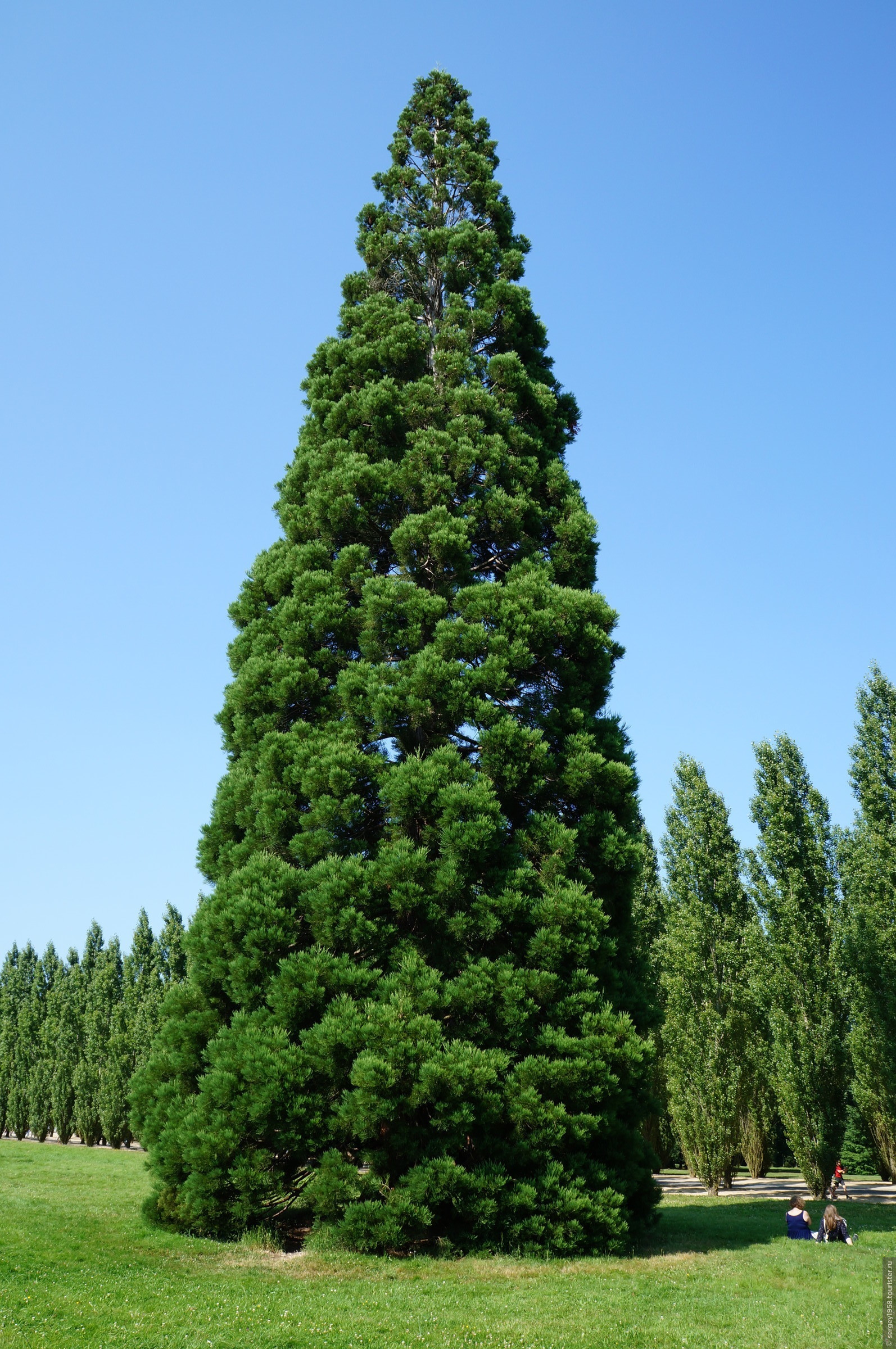 Дерево Кипарисовик