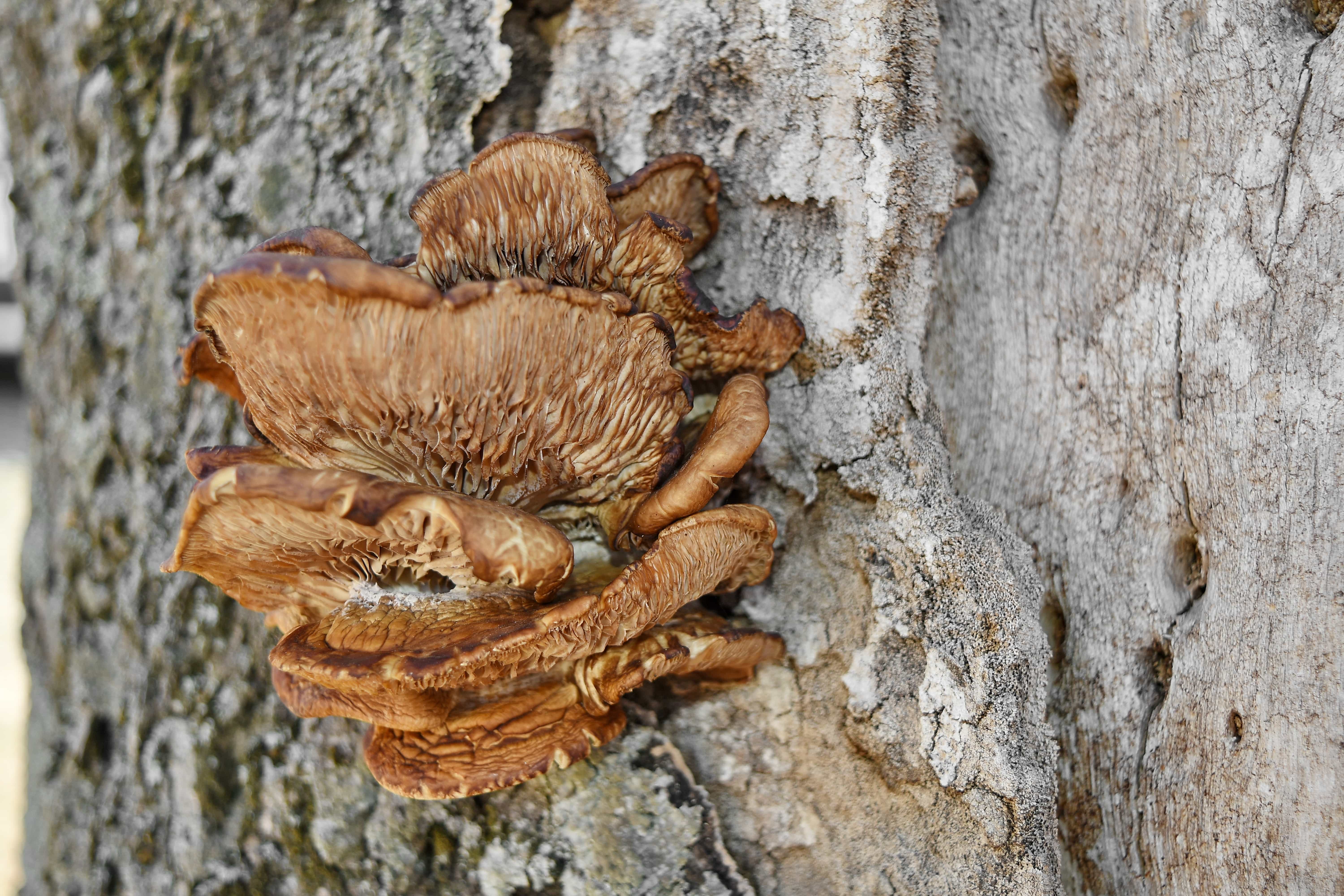 Деревянный гриб на дереве