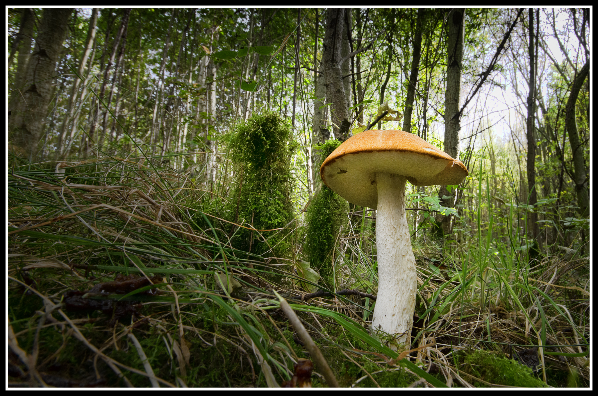 Зеленые грибы на древесине