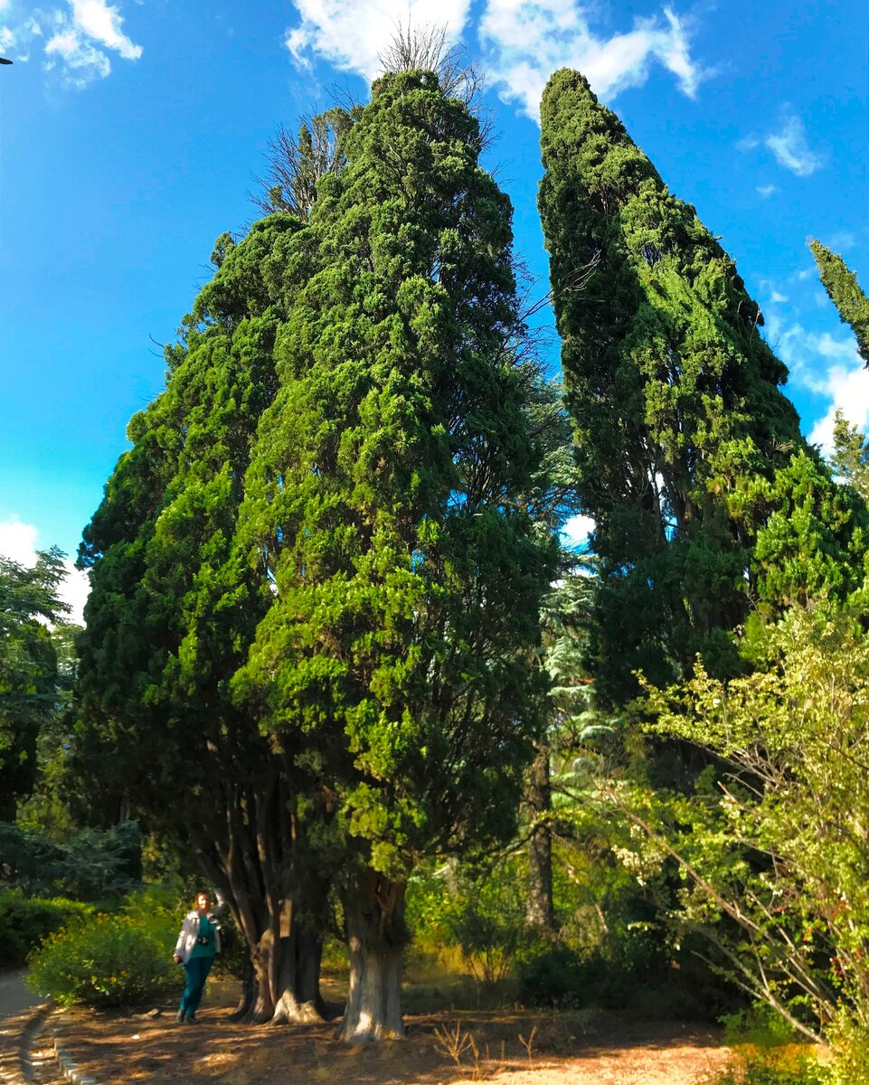 Кипарис дерево Абхазия
