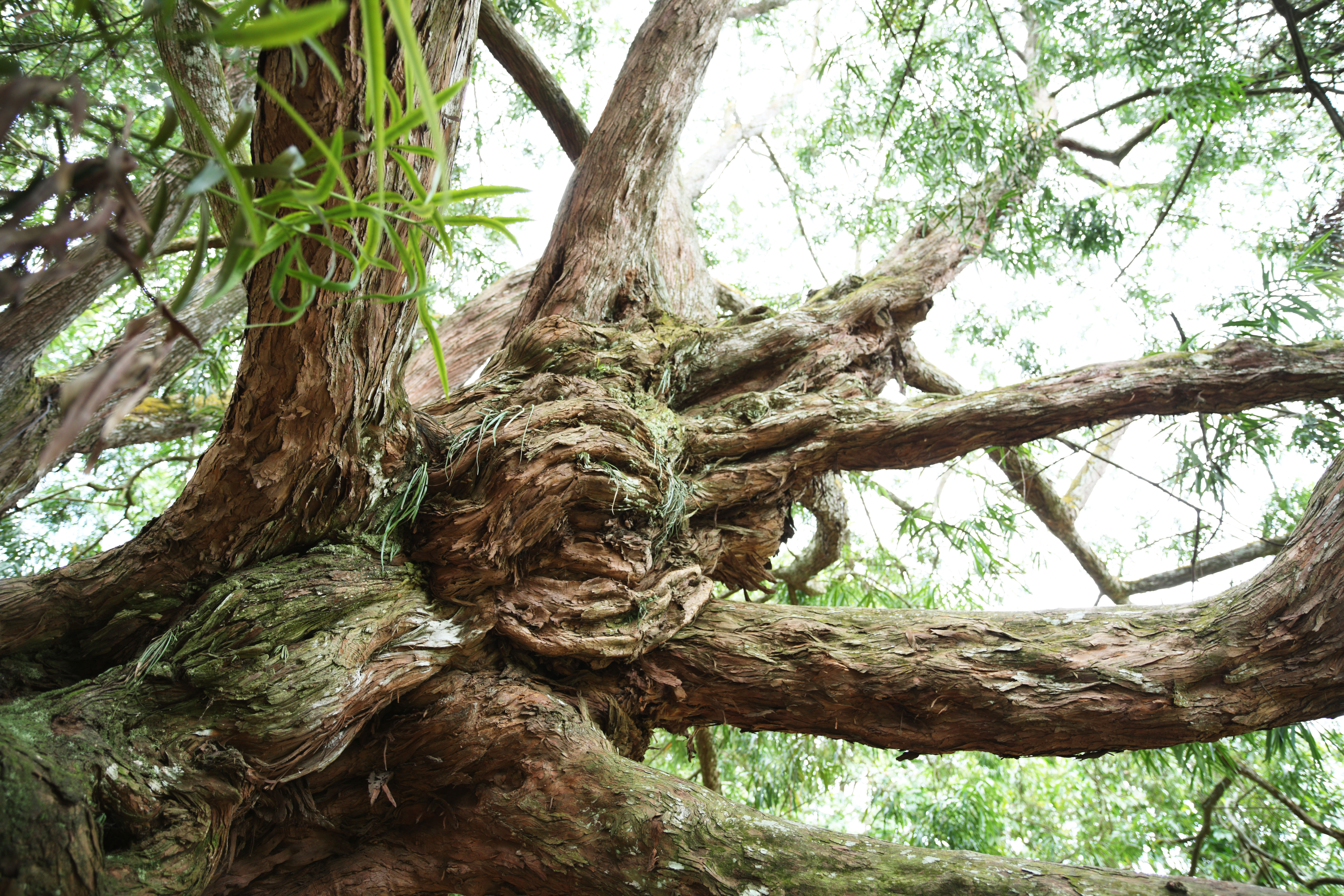 Толстая ветка дерева. Эбеновое дерево Коста Рика. Милорн дерево. Огромное тропическое дерево. Джунгли деревья.