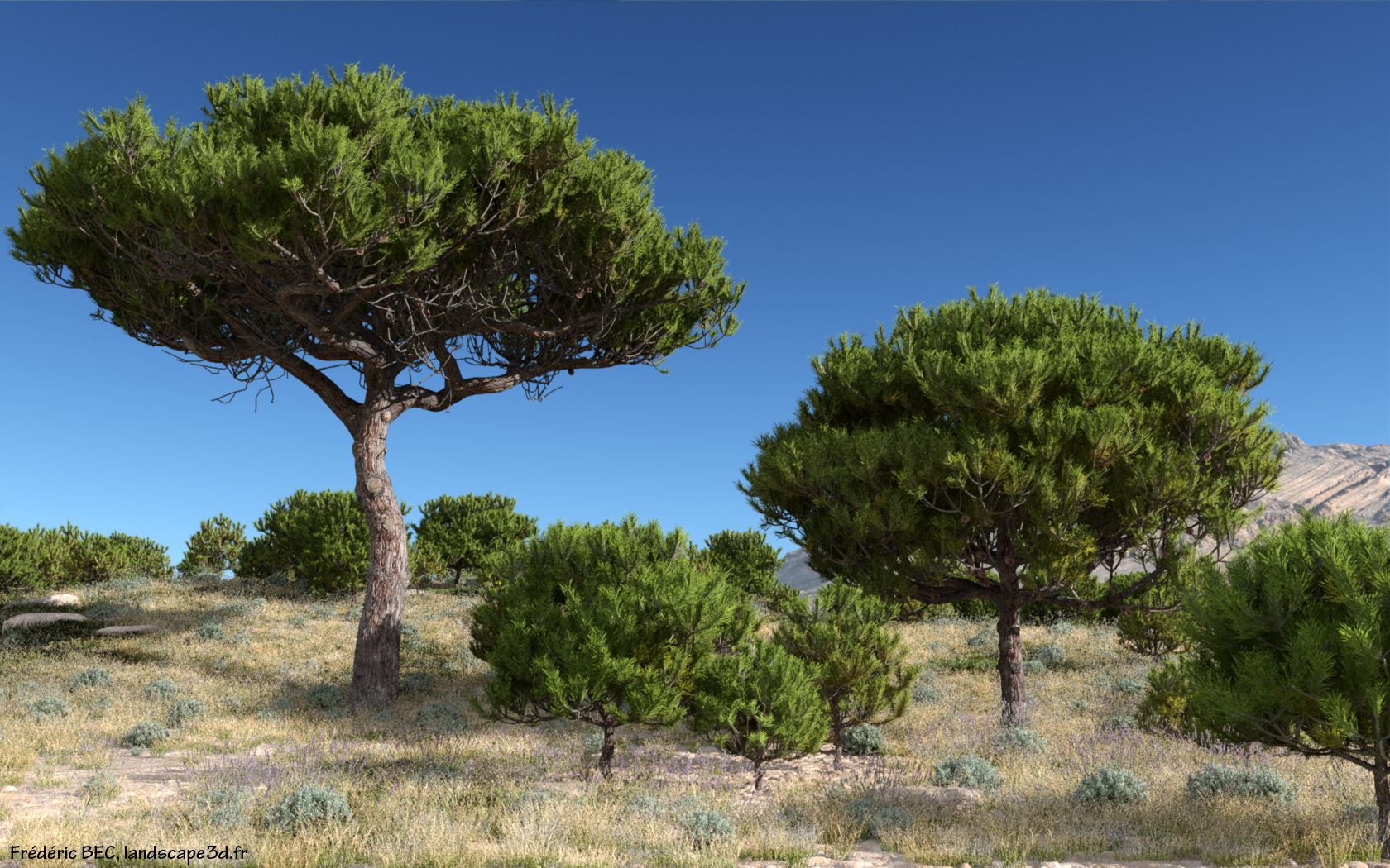 Сосна Pinus pinea