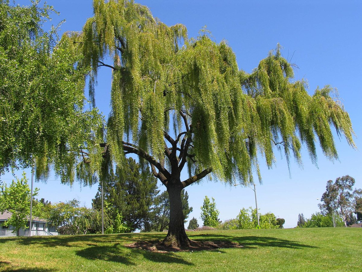 Ветла дерево фото с описанием
