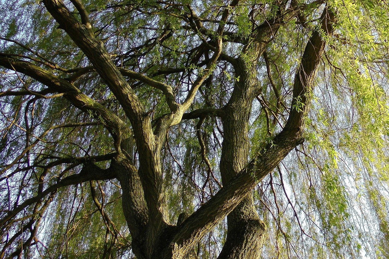 ленточные деревья фото