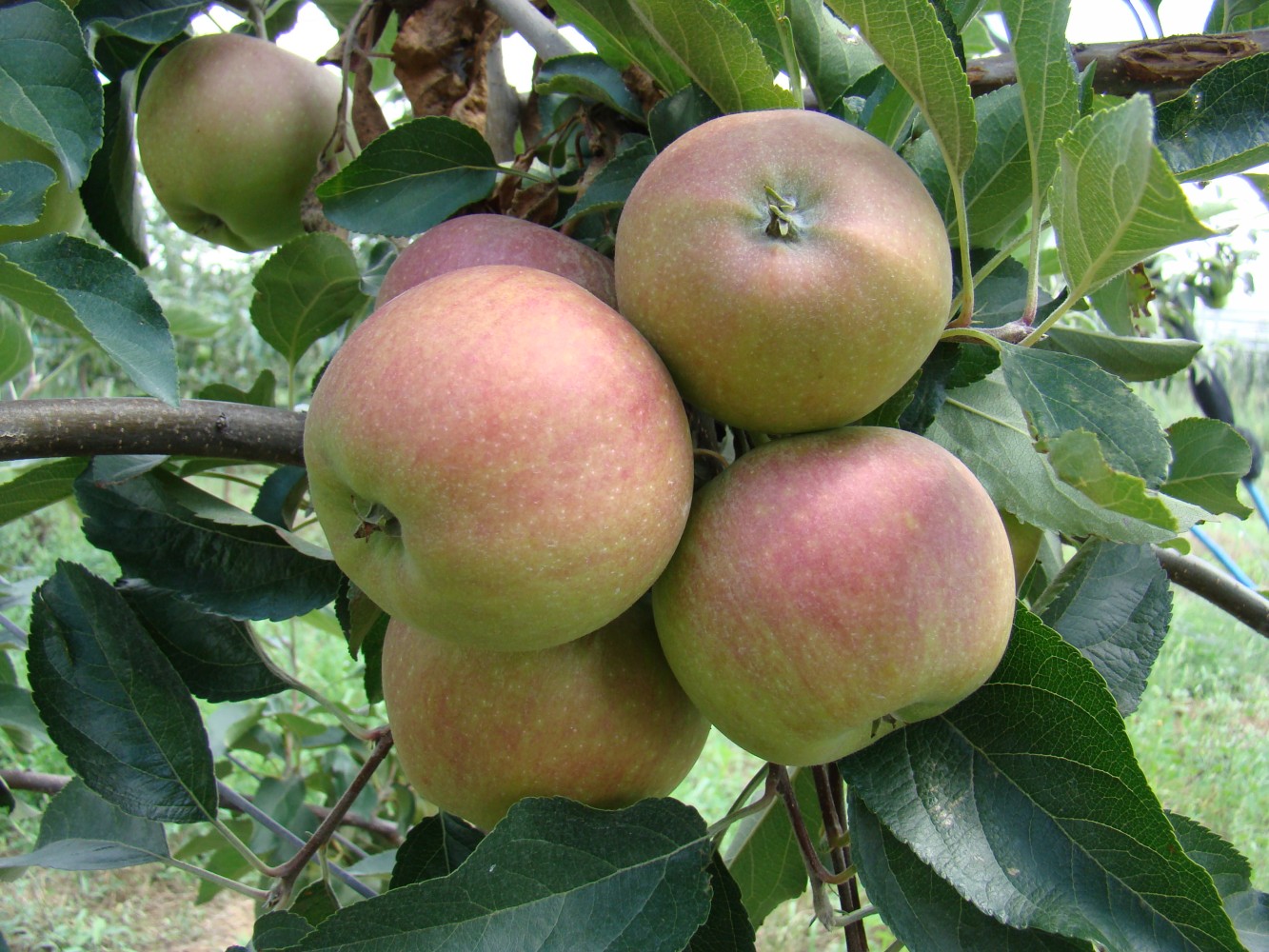 Сорт яблони петр 1 фото и описание сорта