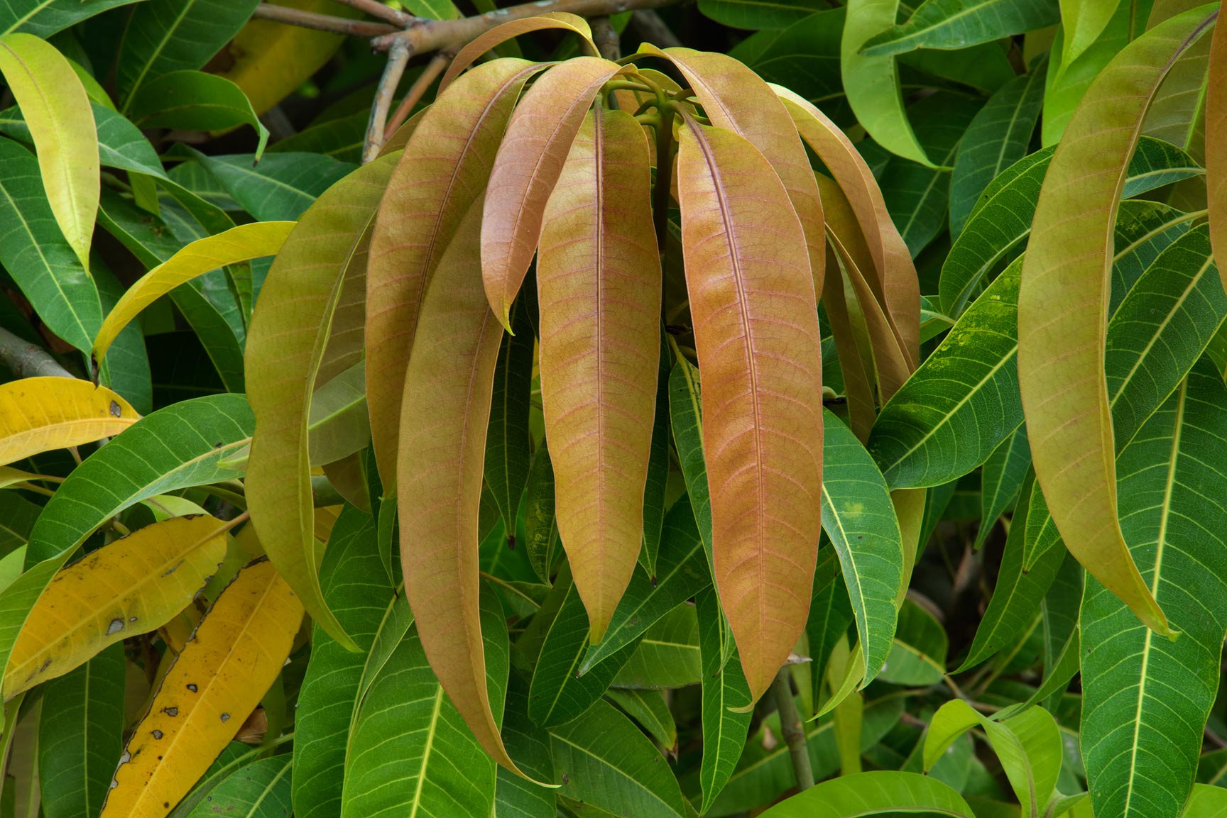 Host mango. Манго индийское дерево. Mangifera Indica дерево. Тайское манго дерево. Манговое дерево в Индии.