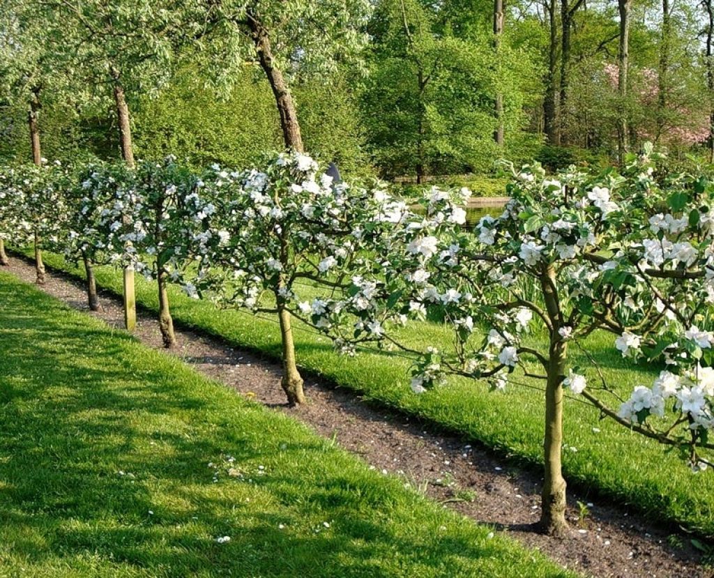 Сад на дачном участке с плодовыми деревьями фото