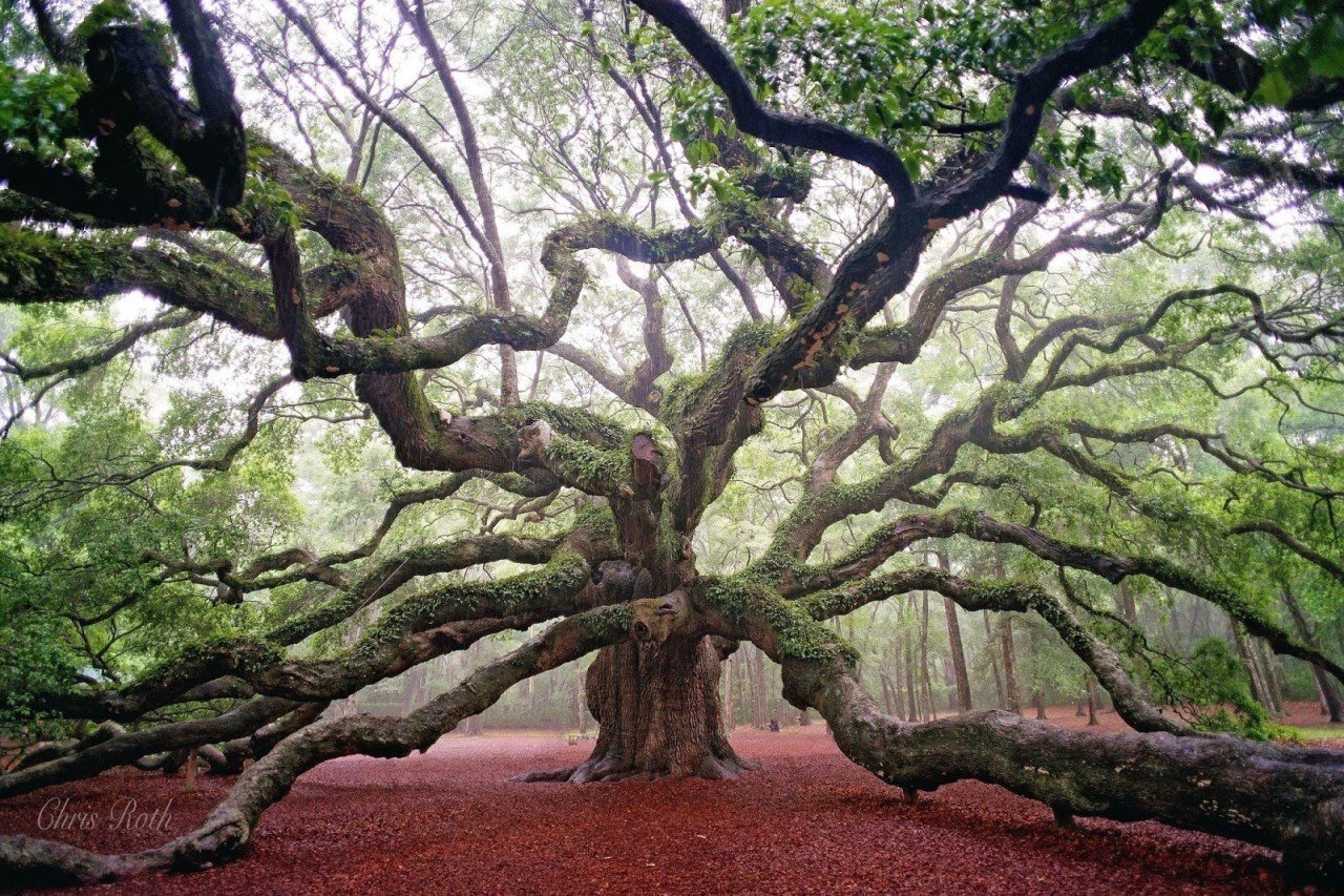 Необычные деревья с названиями и фото