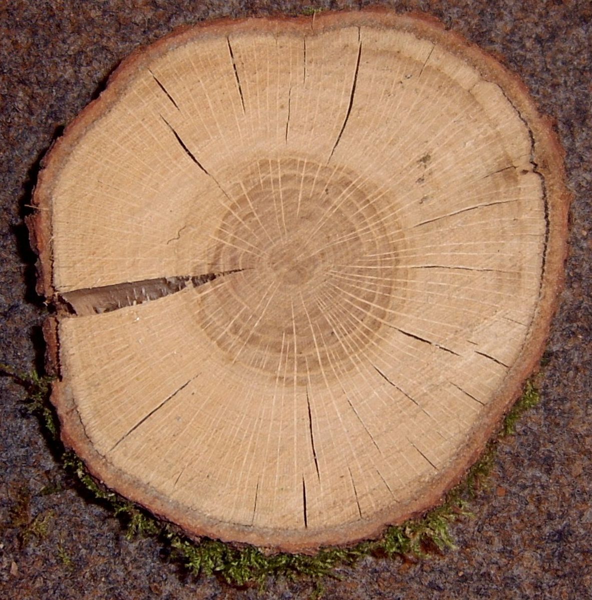 Пороки древесины отлуп