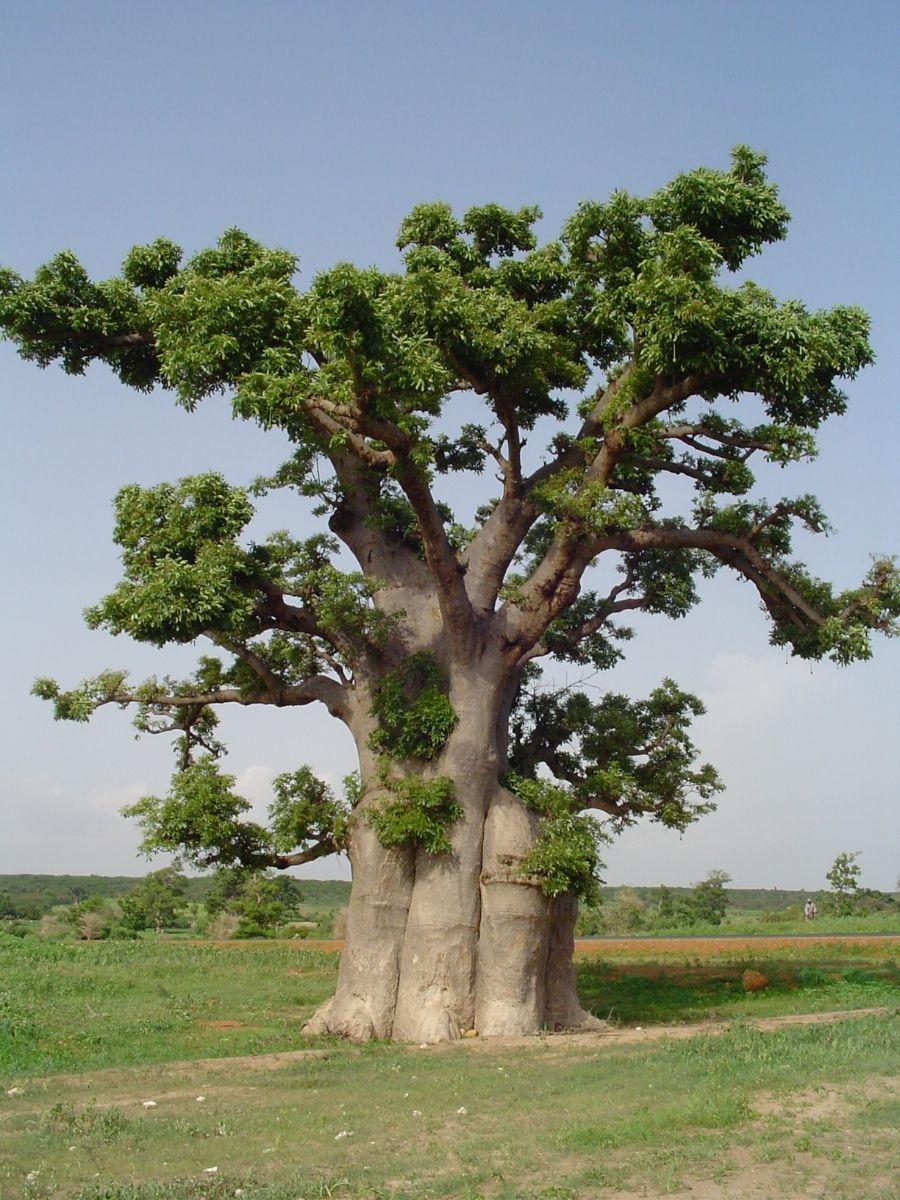 Баобаб фото дерево где растет