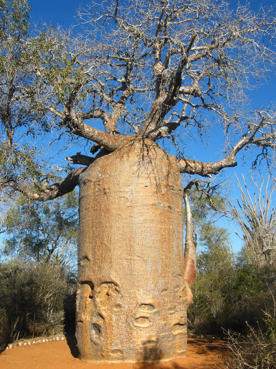 Мадагаскар деревья баобабы