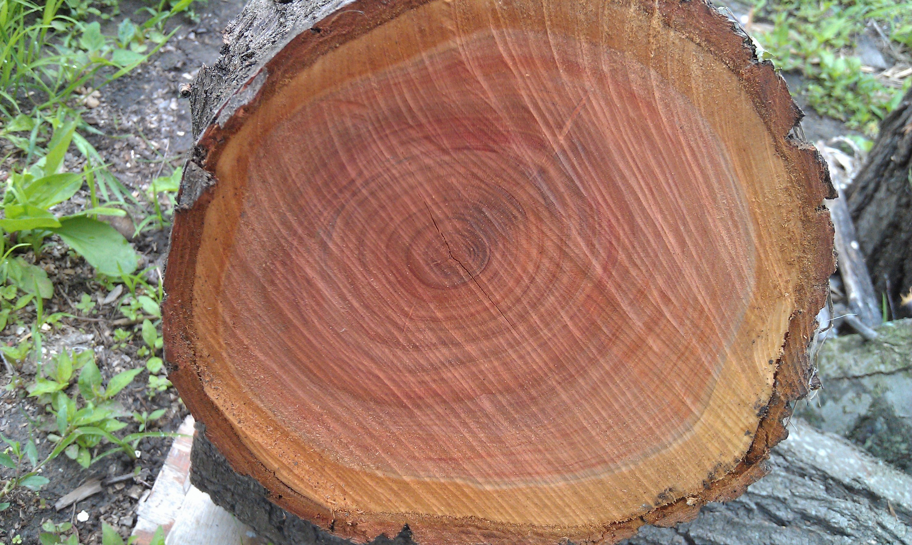 Лапачо дерево срез