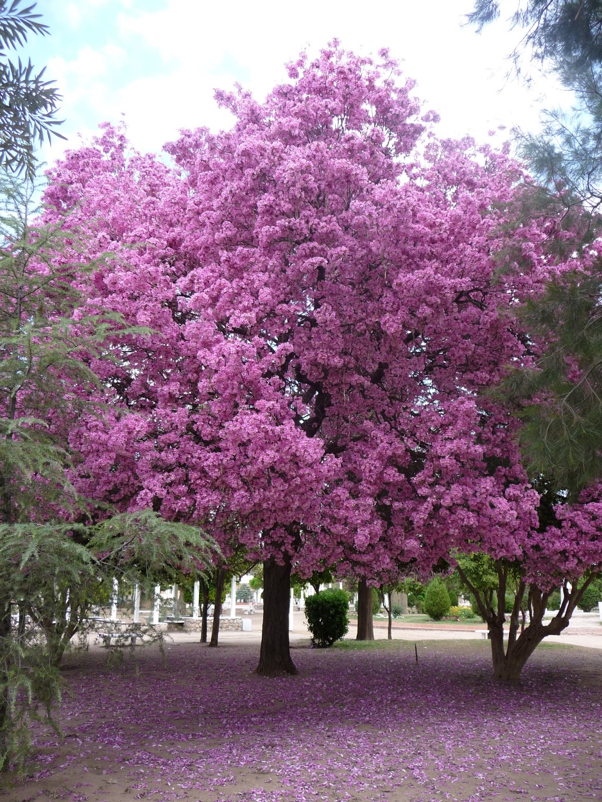 Розовое цветущее дерево название. Табебуйя бонсай. Лапачо. Лапачо дерево. Розовое Лапачо.