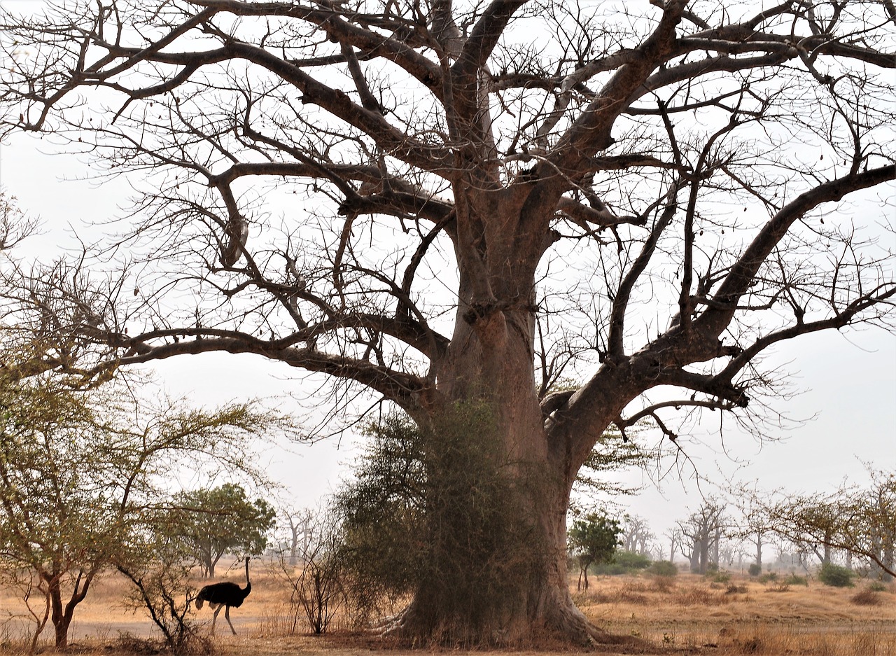 Саванна страус дерево