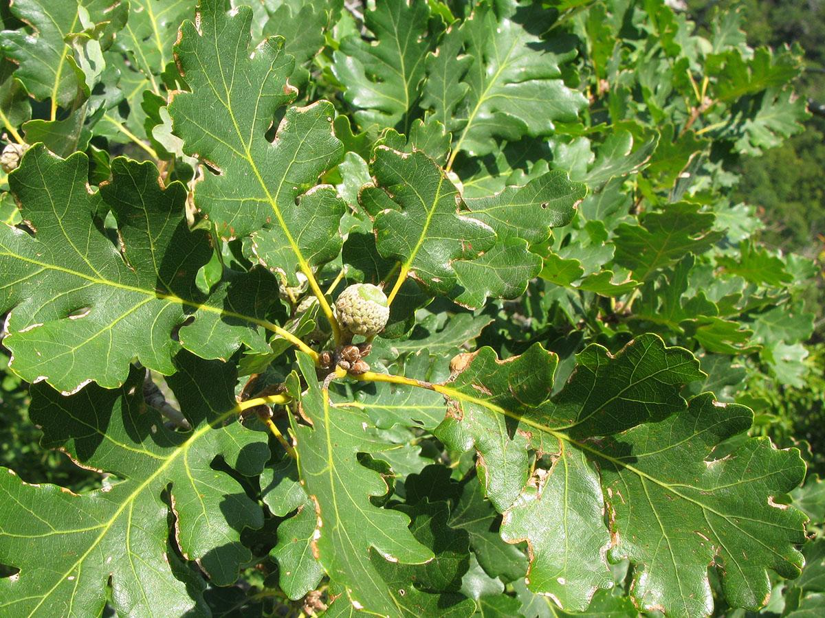 Дуб пушистый Quercus pubescens
