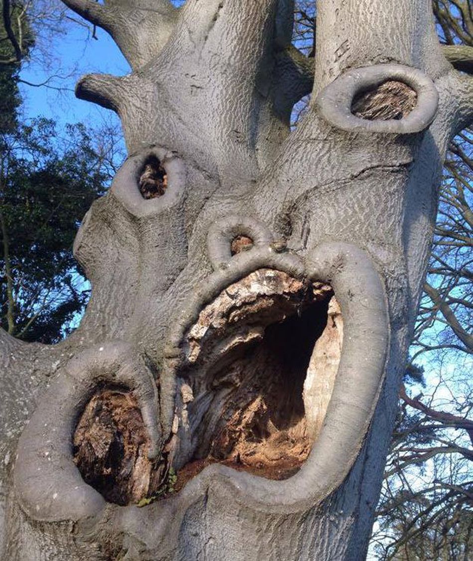 Некрасивое дерево