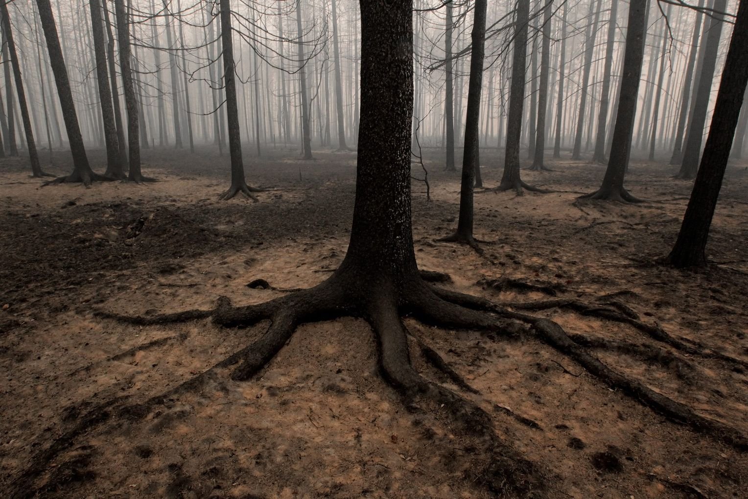 Страшный опасный лес в России