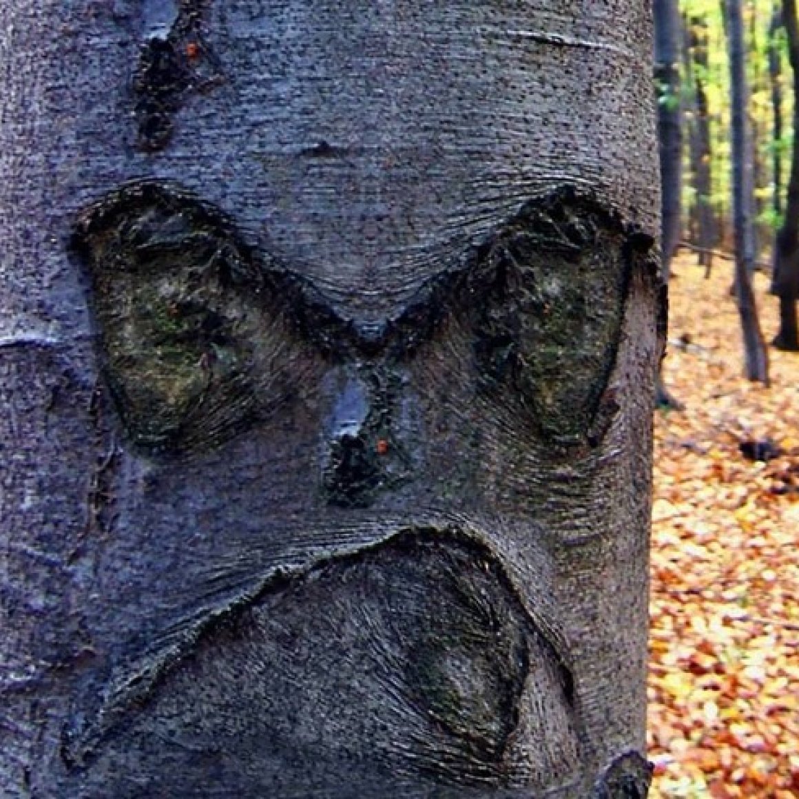 Смешное дерево с лицом