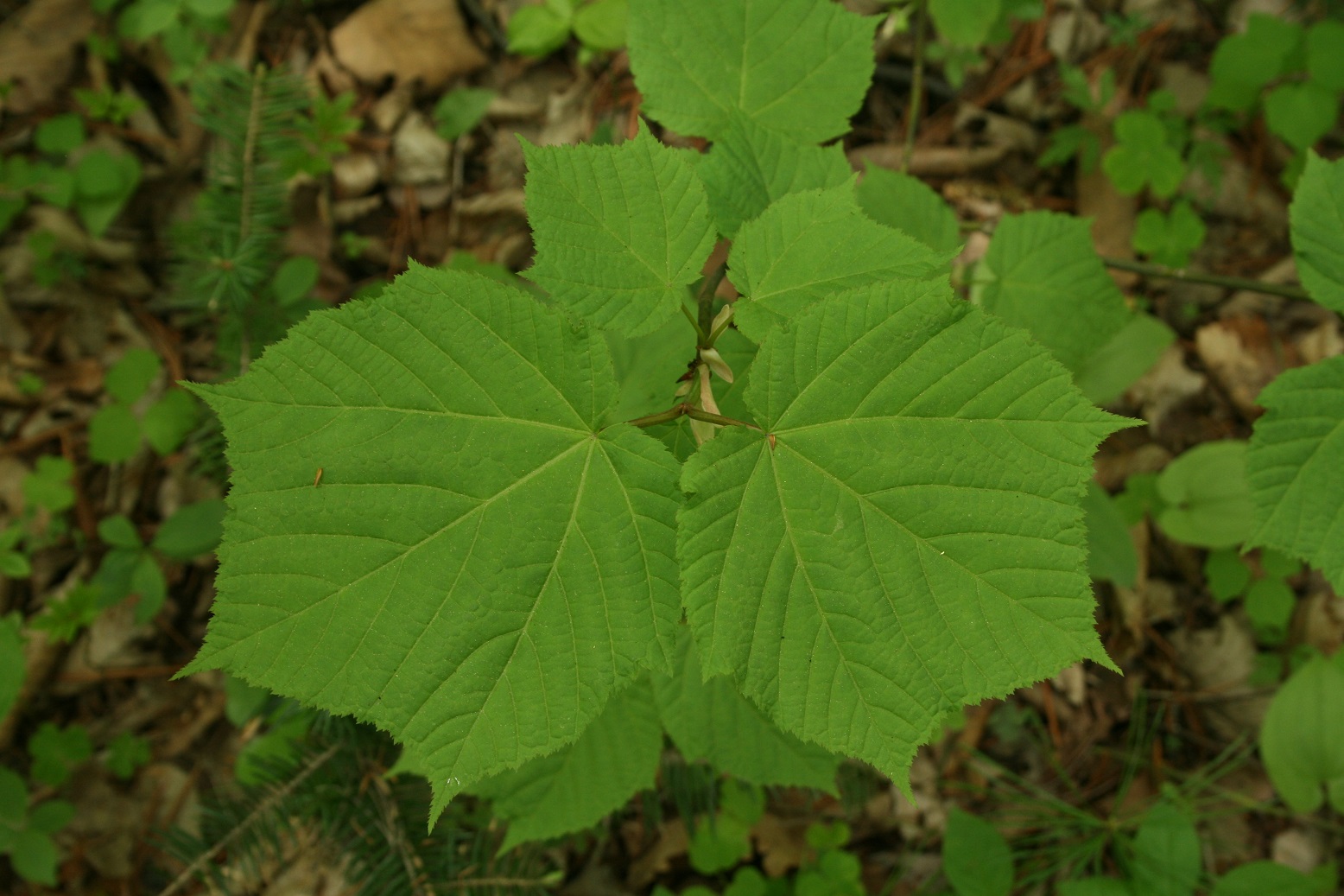 Клен зеленокорый (Acer tegmentosum)