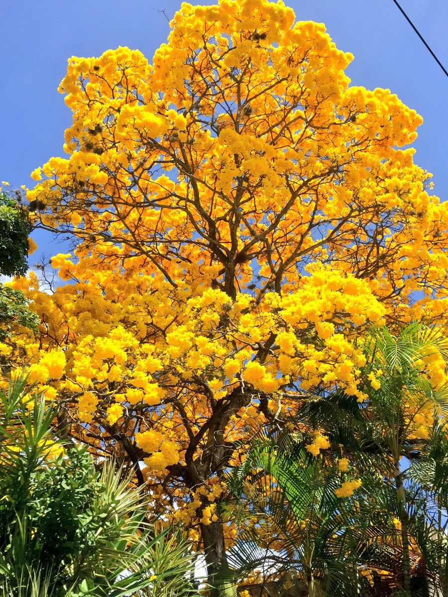 Дерево с желтыми цветами название и фото