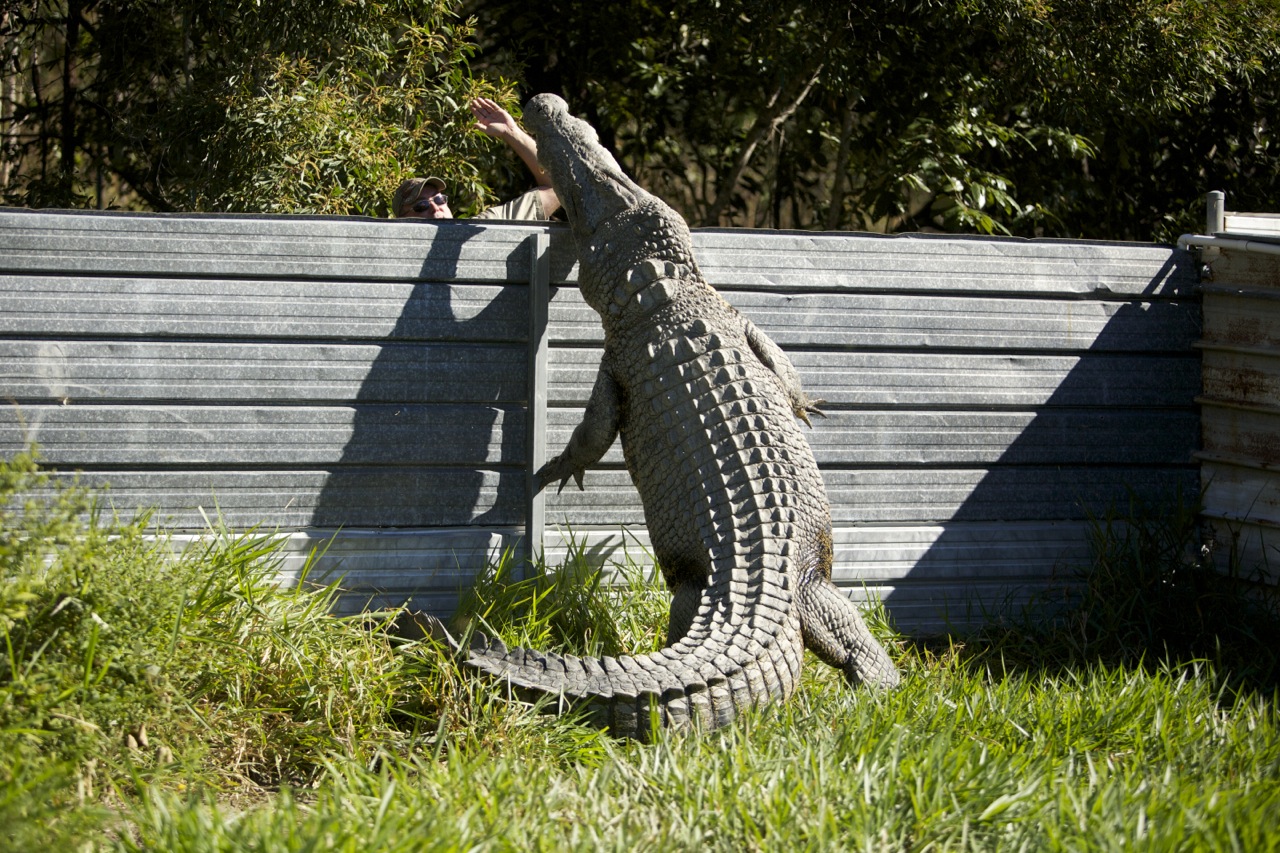 Крокодил на дереве фото