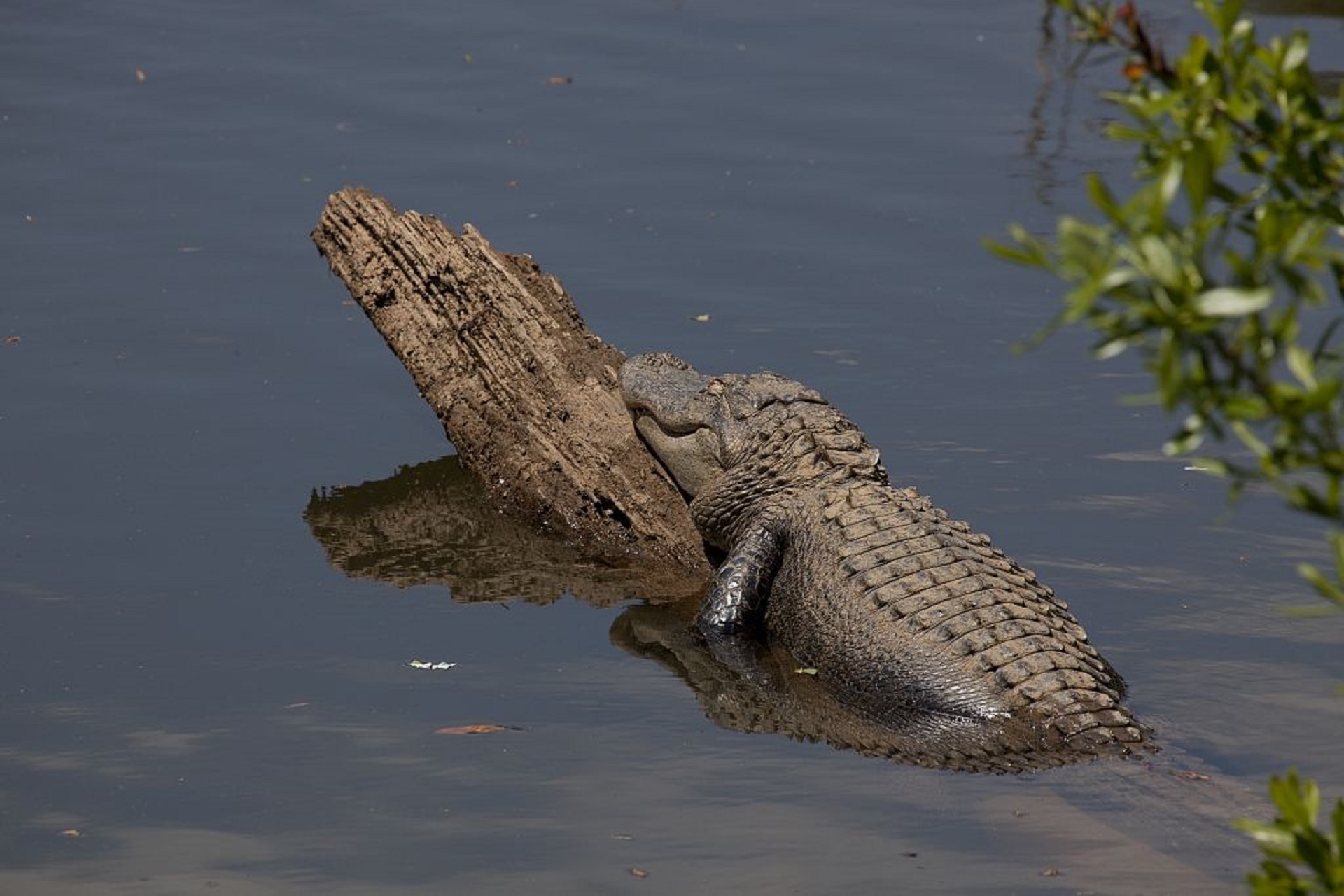 Магер крокодил