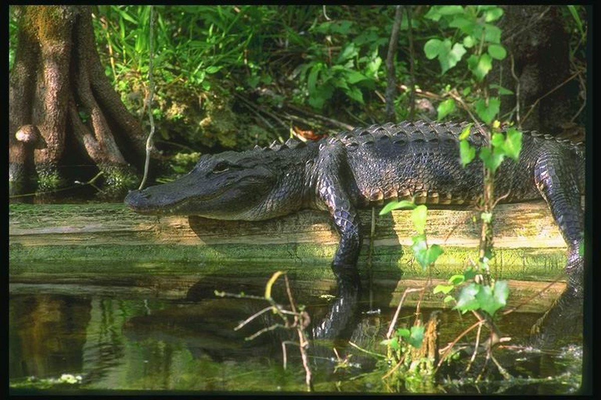 Крокодил на дереве фото