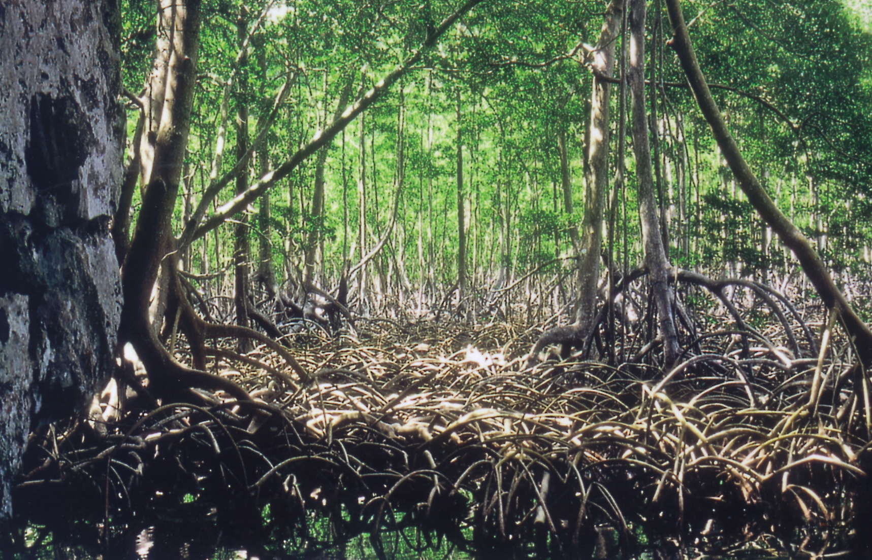 Тропическое мангровые леса