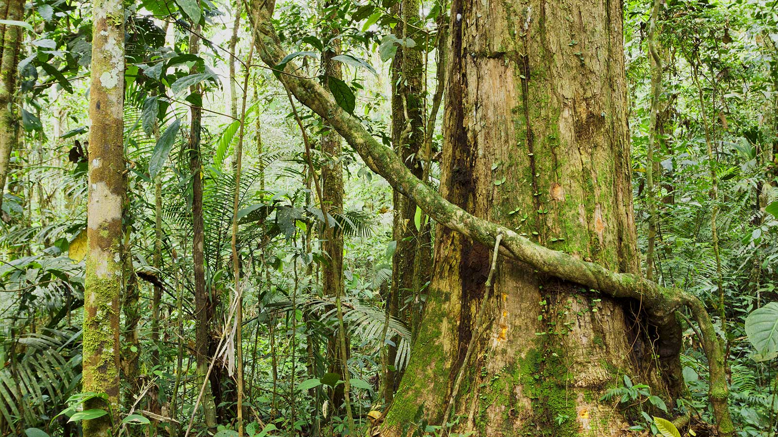 Тропический лес Итури