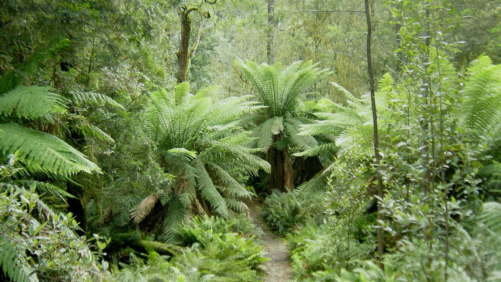 Лес Тасмании. Дождливые тропические леса Австралии. Дождевой лес Тасмании.