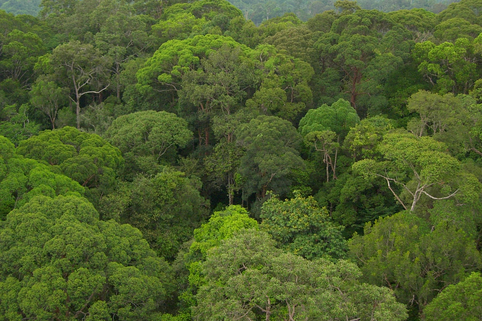 Дождевой лес Борнео