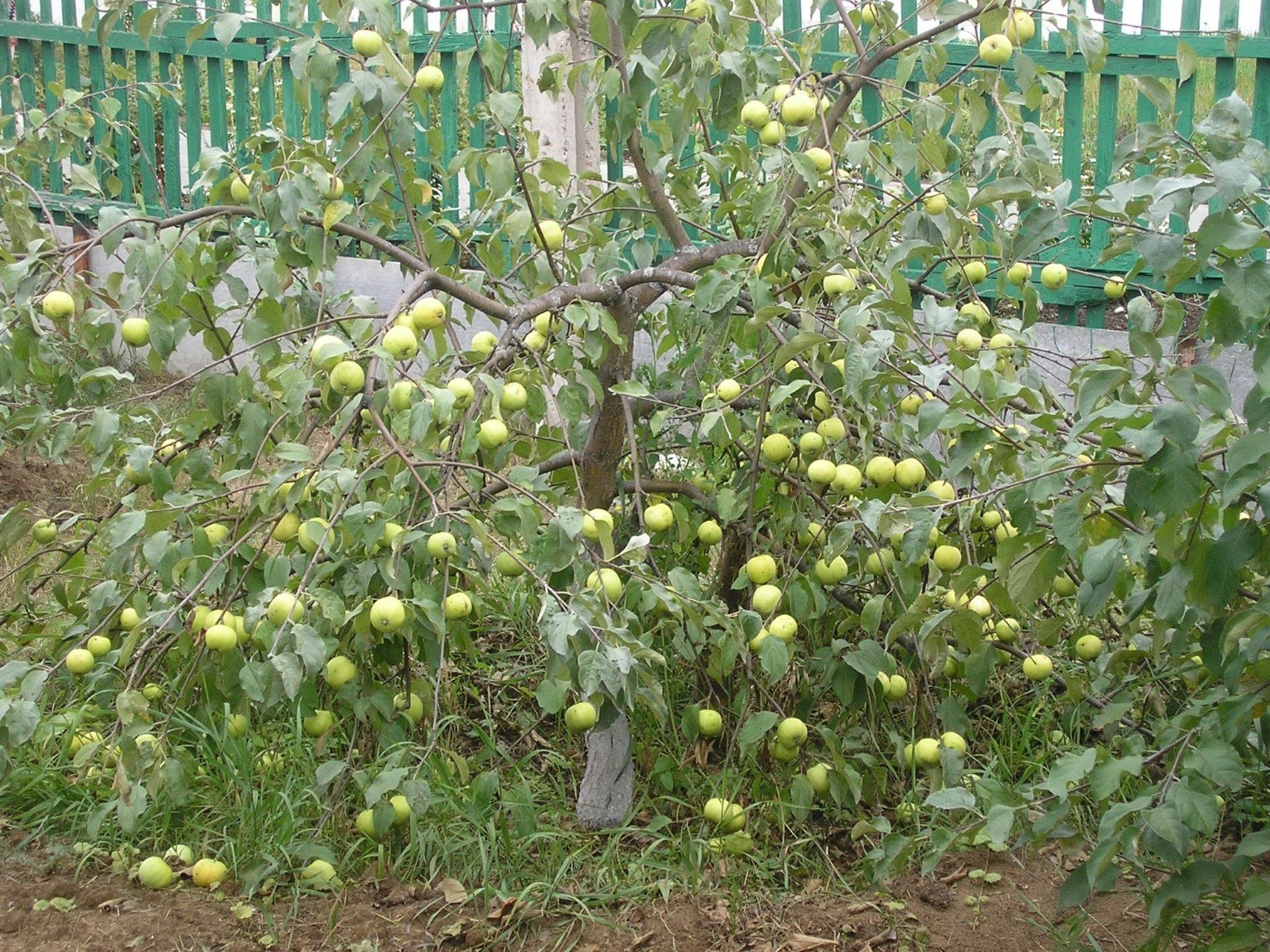 Однолетняя яблоня фото