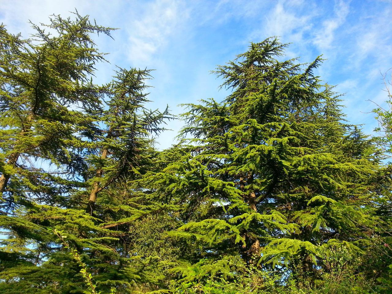Хвойное дерево в Тбилиси
