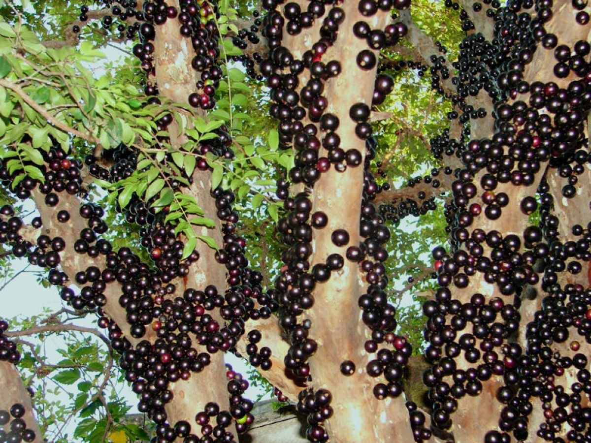 Бразильское виноградное дерево - джаботикаба (джаботикаба)
