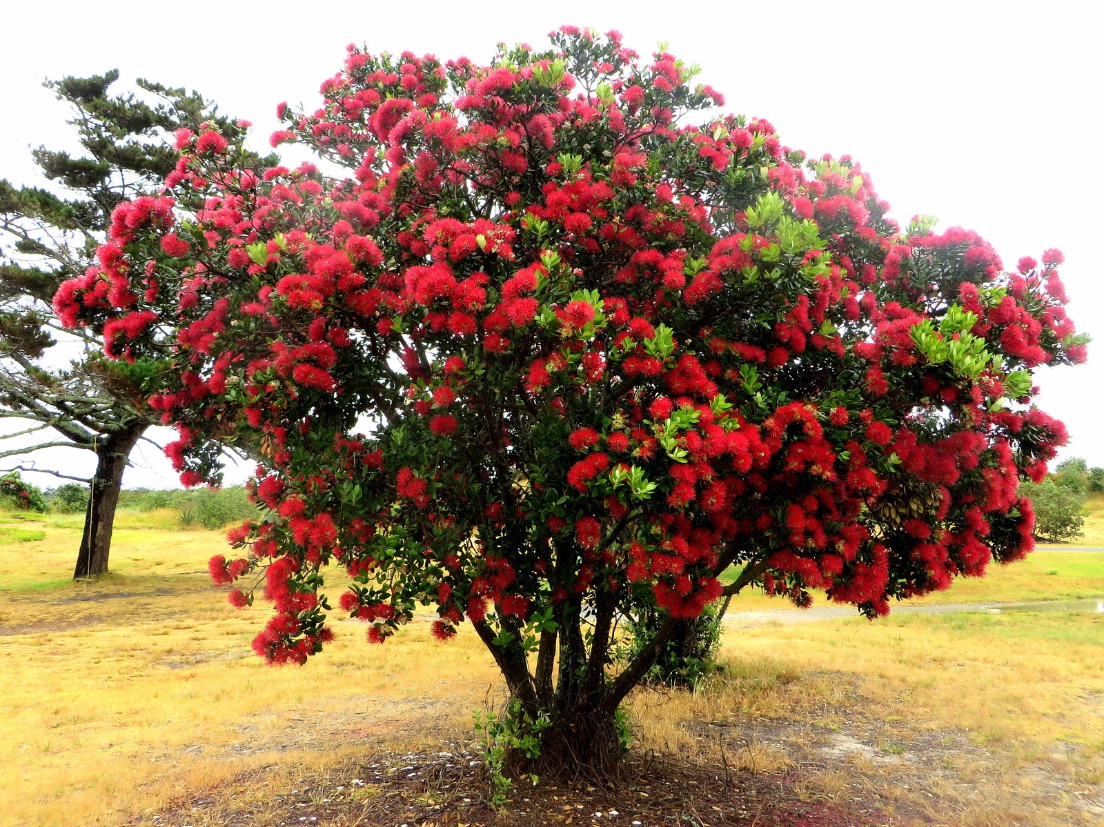 цветок кровь иисуса фото в новой зеландии википедия