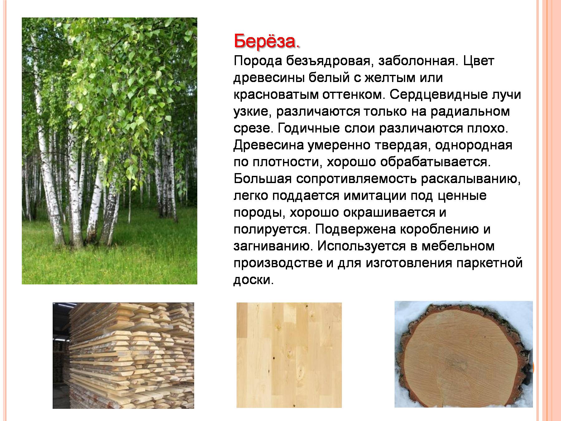 Береза характеристика древесины