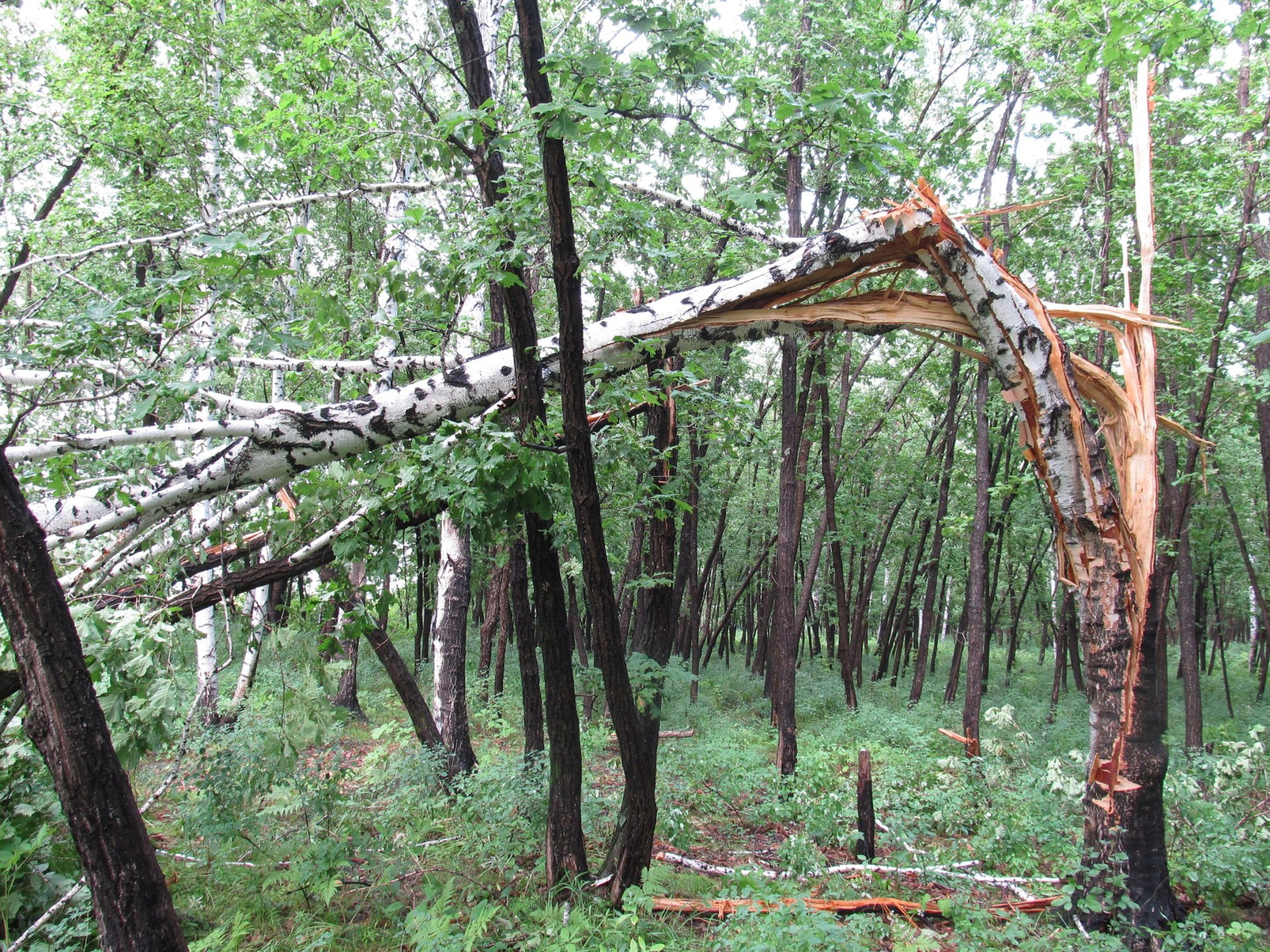 Дерево после удара молнии