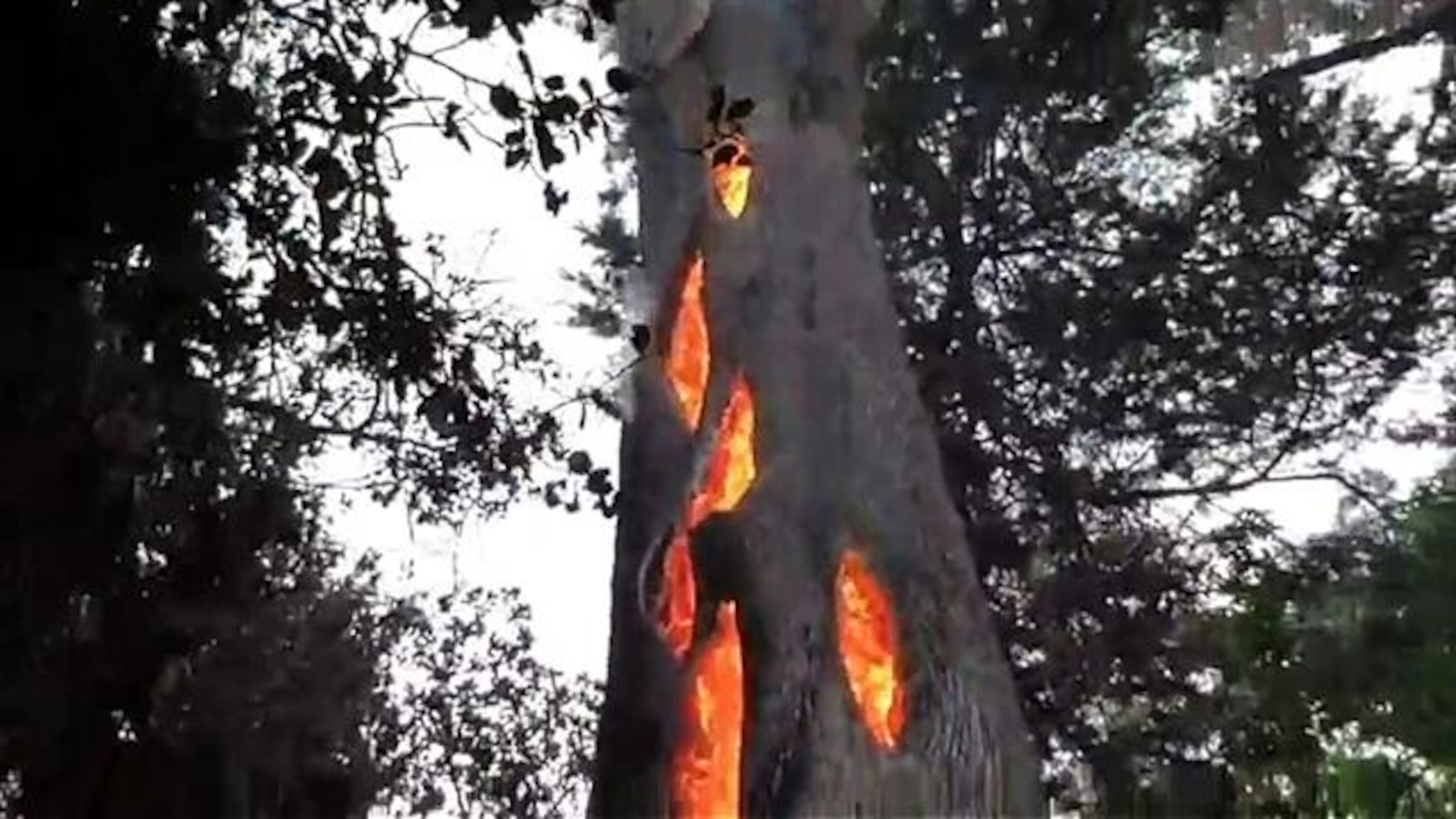 Дерево выгорело изнутри