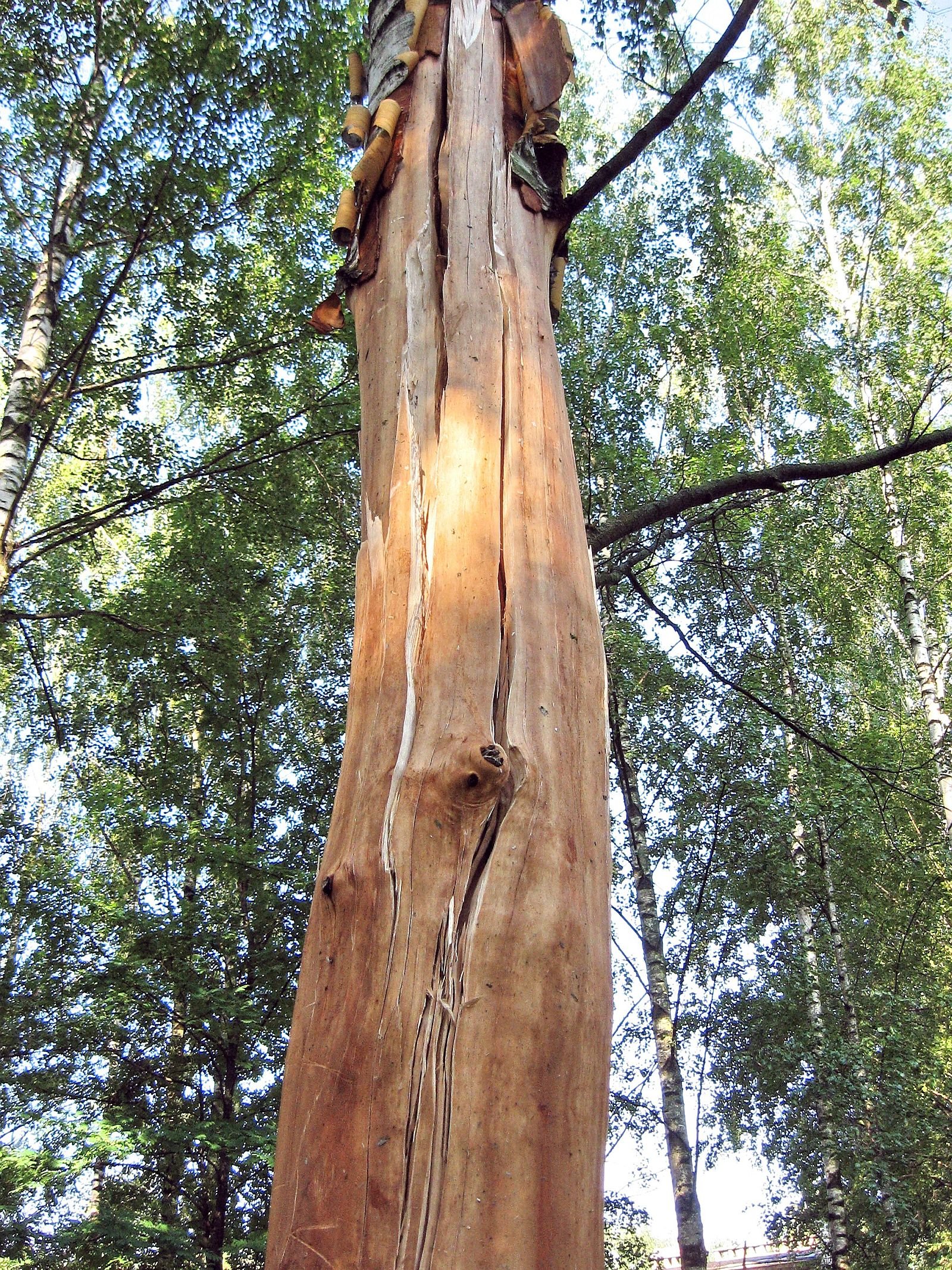 Удар молнии в дерево уникальный Кадр