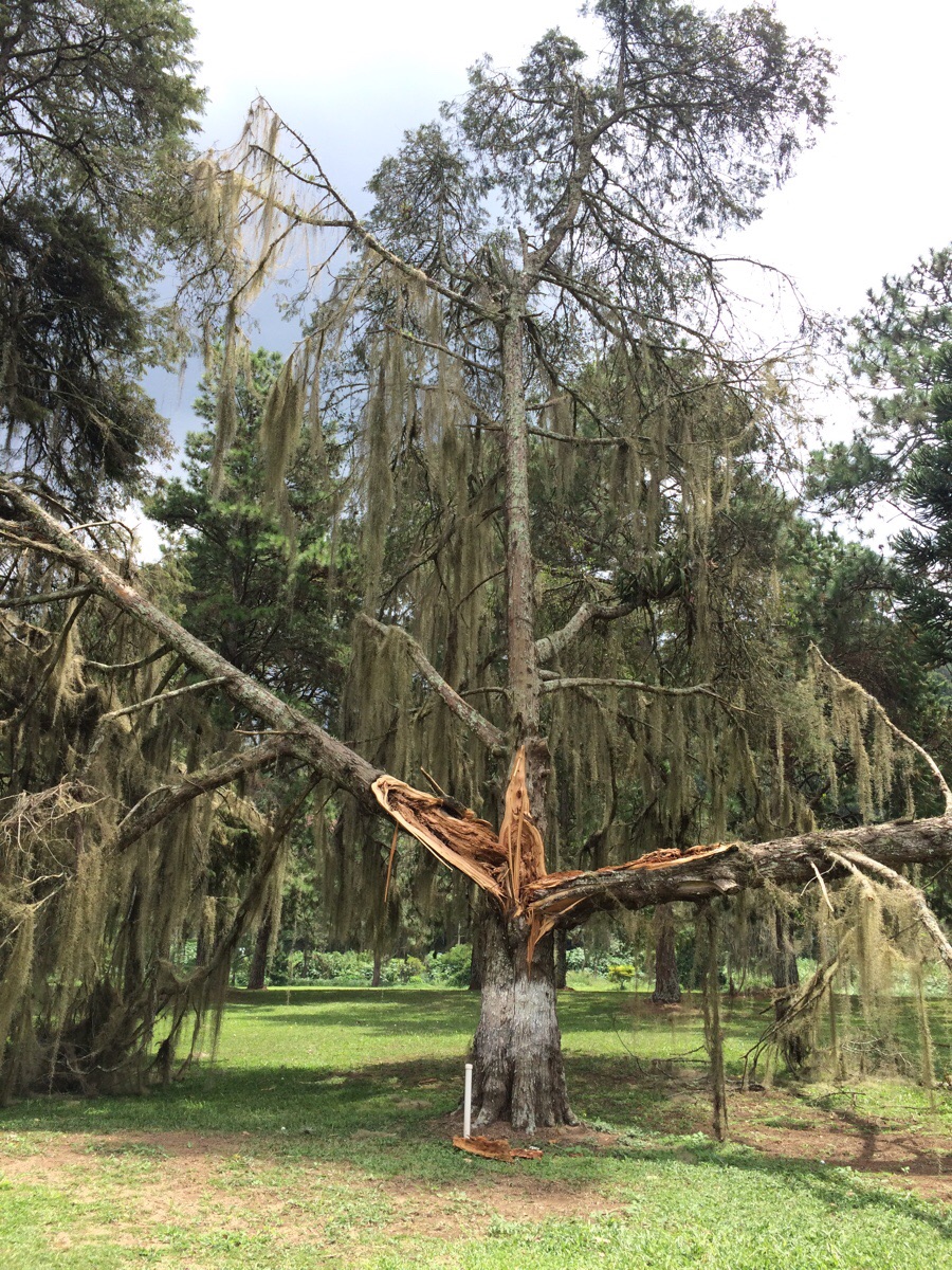 Расщепленное дерево молнией
