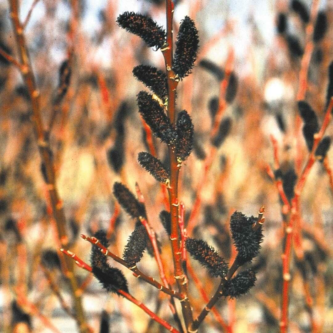 Ива тонкостолбиковая Salix gracilistyla