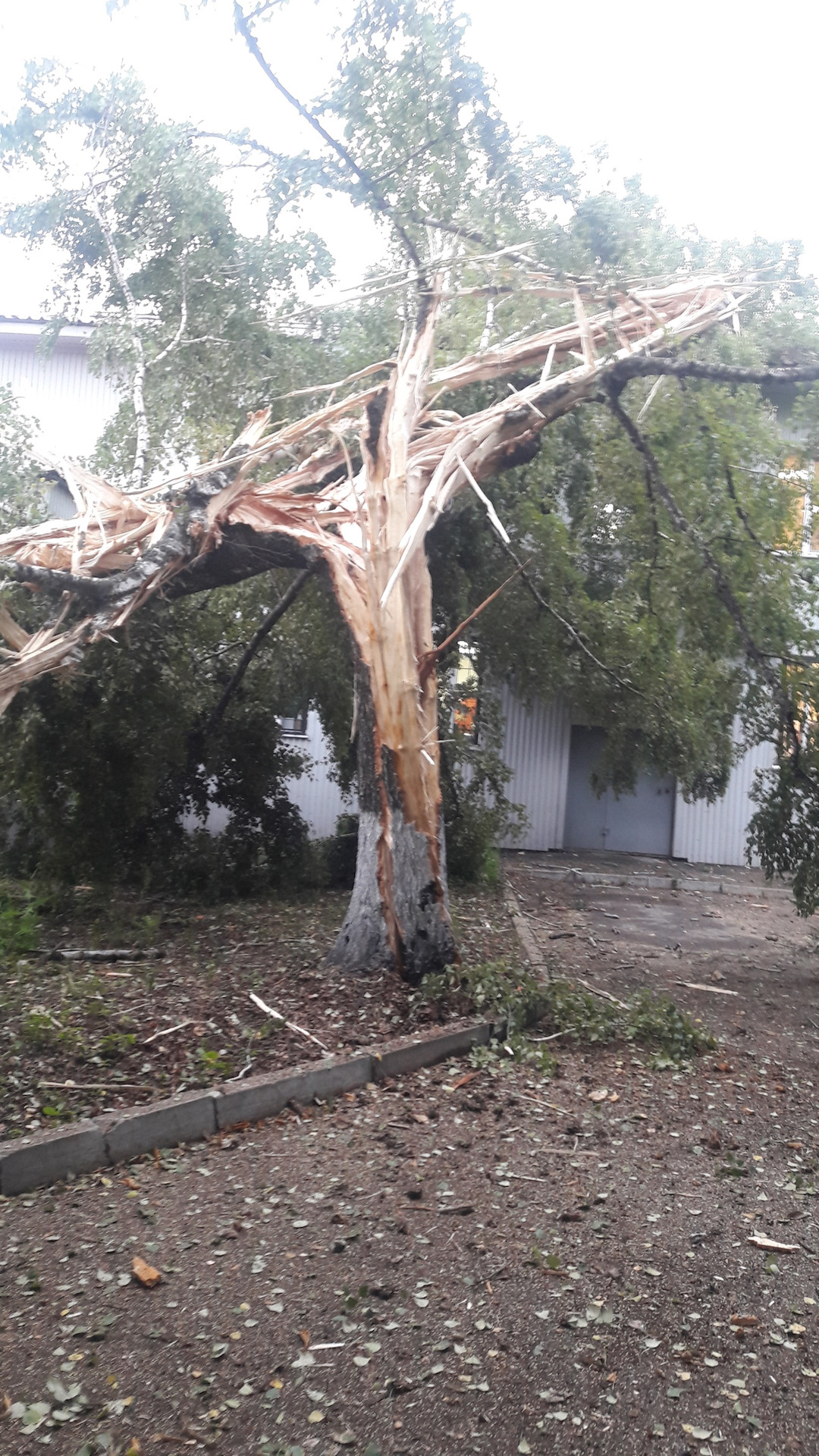 Попадание молнии в дерево