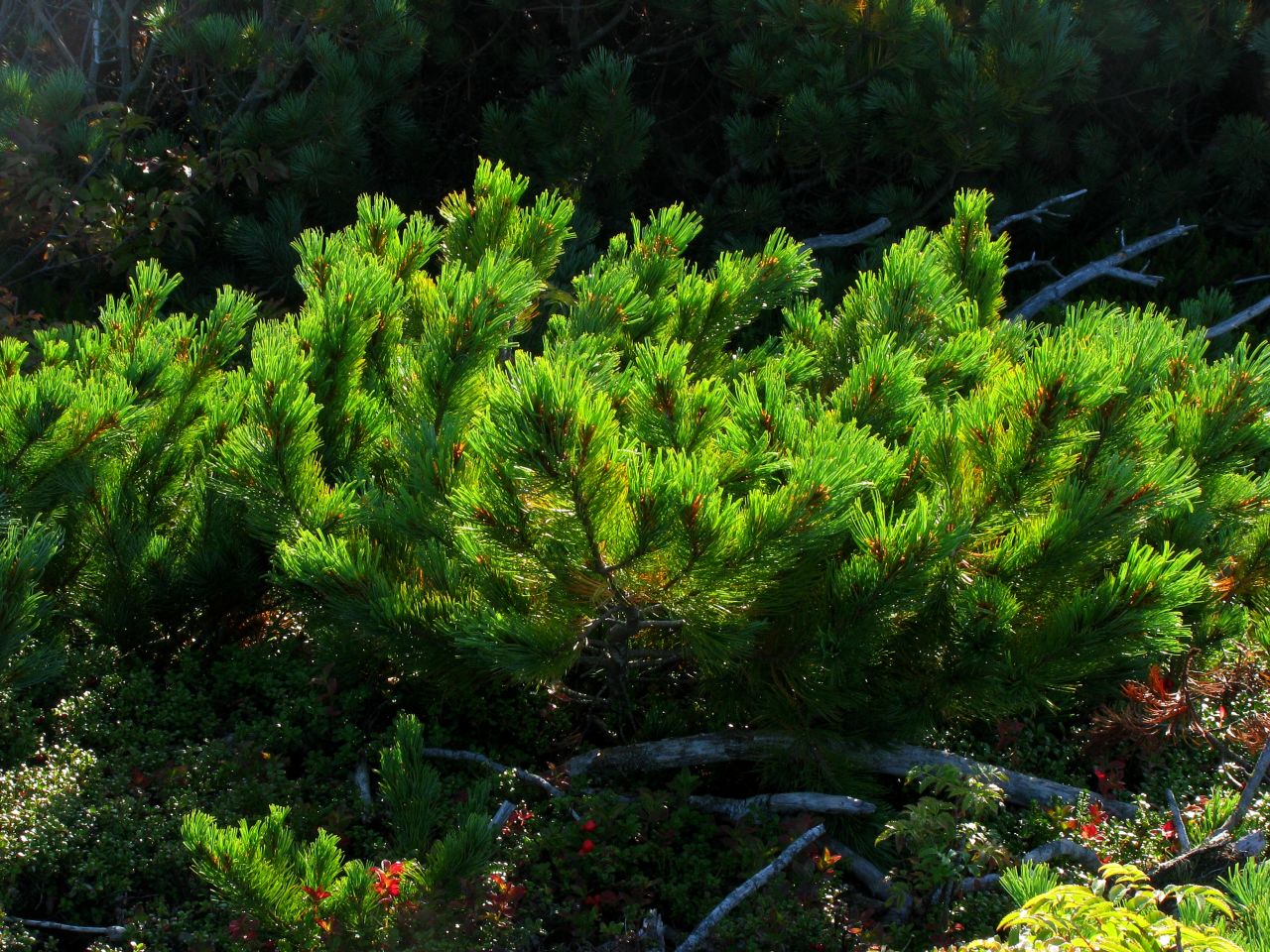 Сосна стланиковая (Кедровый стланик) Pinus pumila