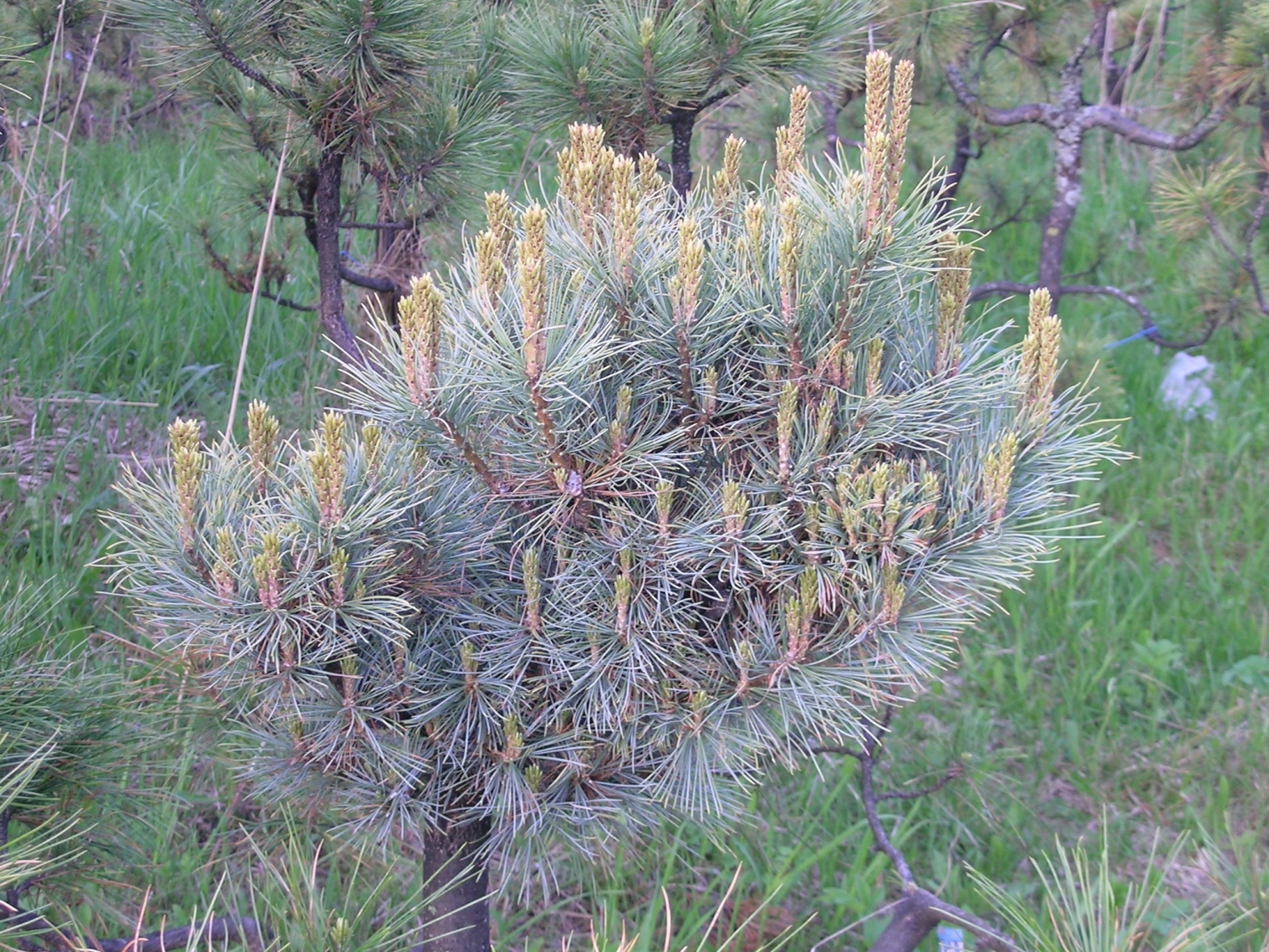 Кедровый стланик (Pinus pumila)