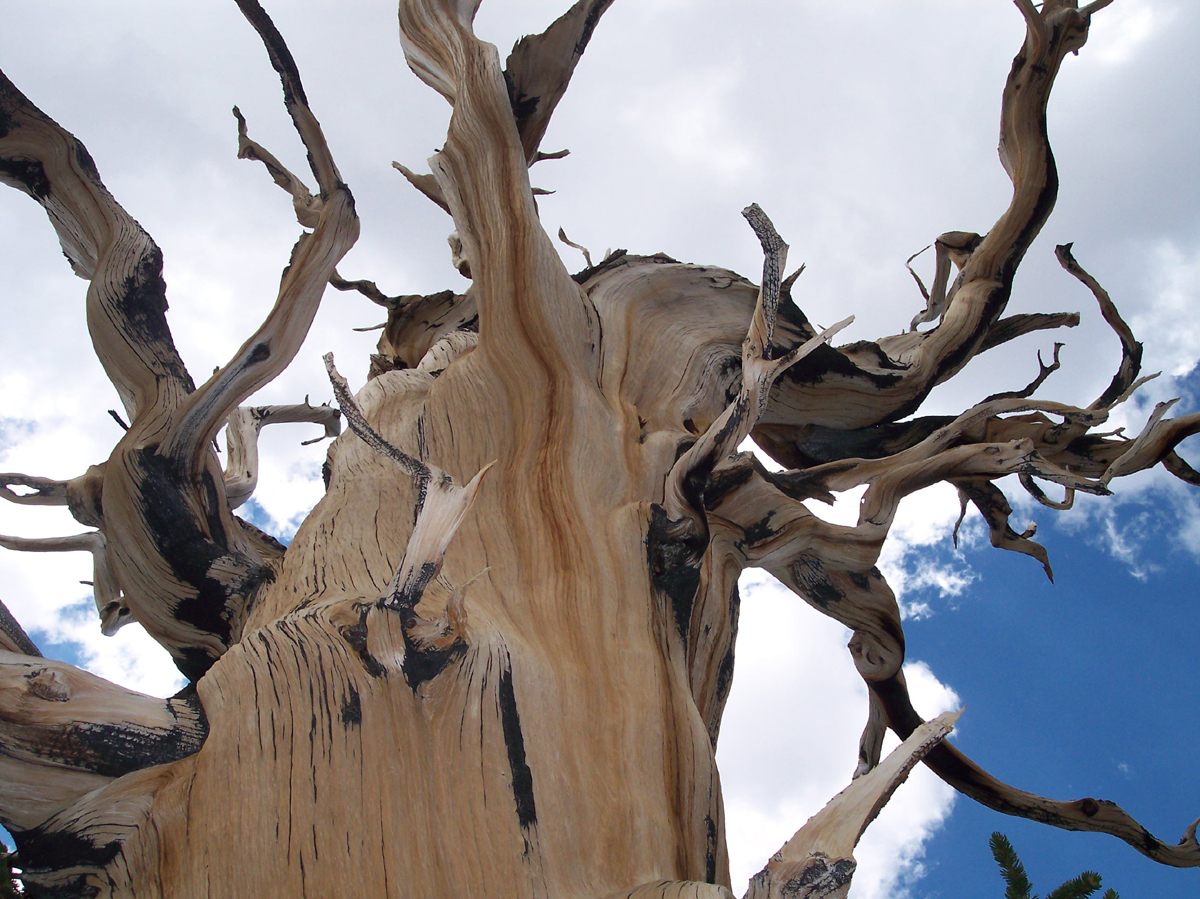 Бристлеконские сосны самые старые деревья на планете